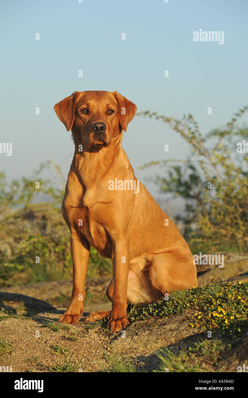 Il labrador retriever, la linea di lavoro, giallo cagna Foto Stock