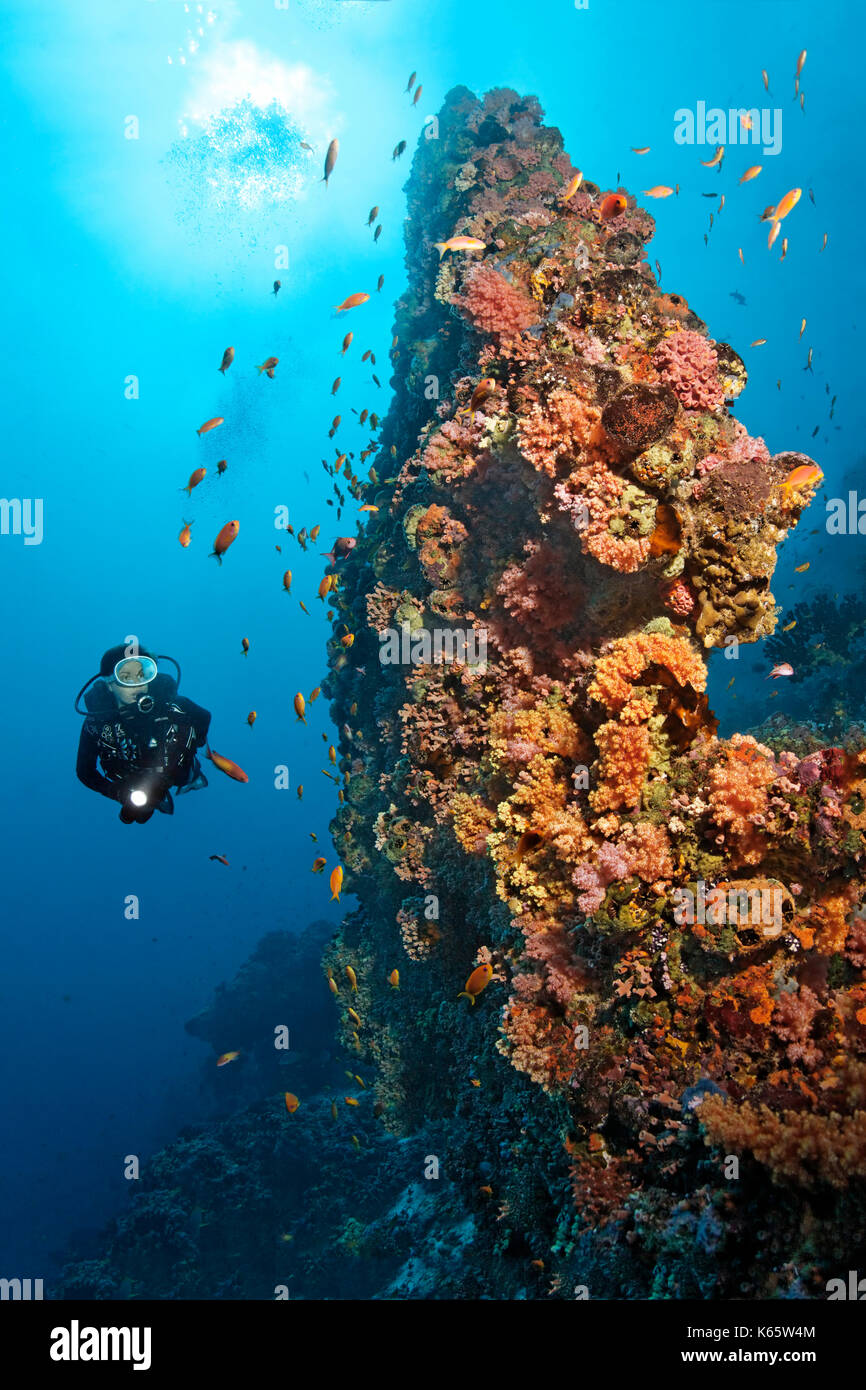 I subacquei, bizzarro, Coral reef, blocco di corallo, densamente ricoperta, bassa Animali, Varie, rosso, coralli molli (dendronephthya sp.) e Foto Stock
