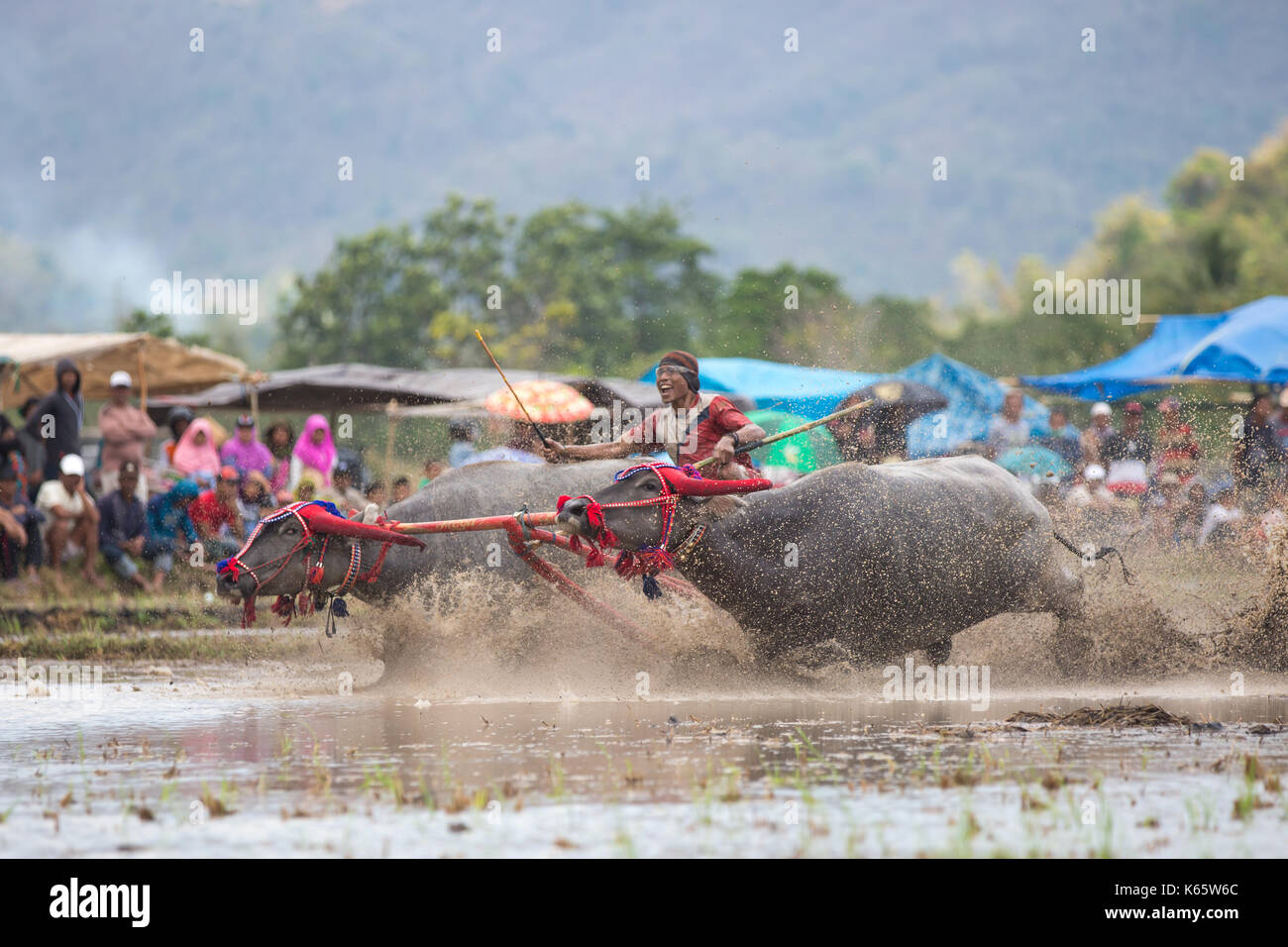 Jereweh, sumbawa barat, Indonesia - 10 settembre 2017: locale buffalo race competition tenutasi il sumbawa in jereweh, Indonesia il 10 settembre 2017. Foto Stock