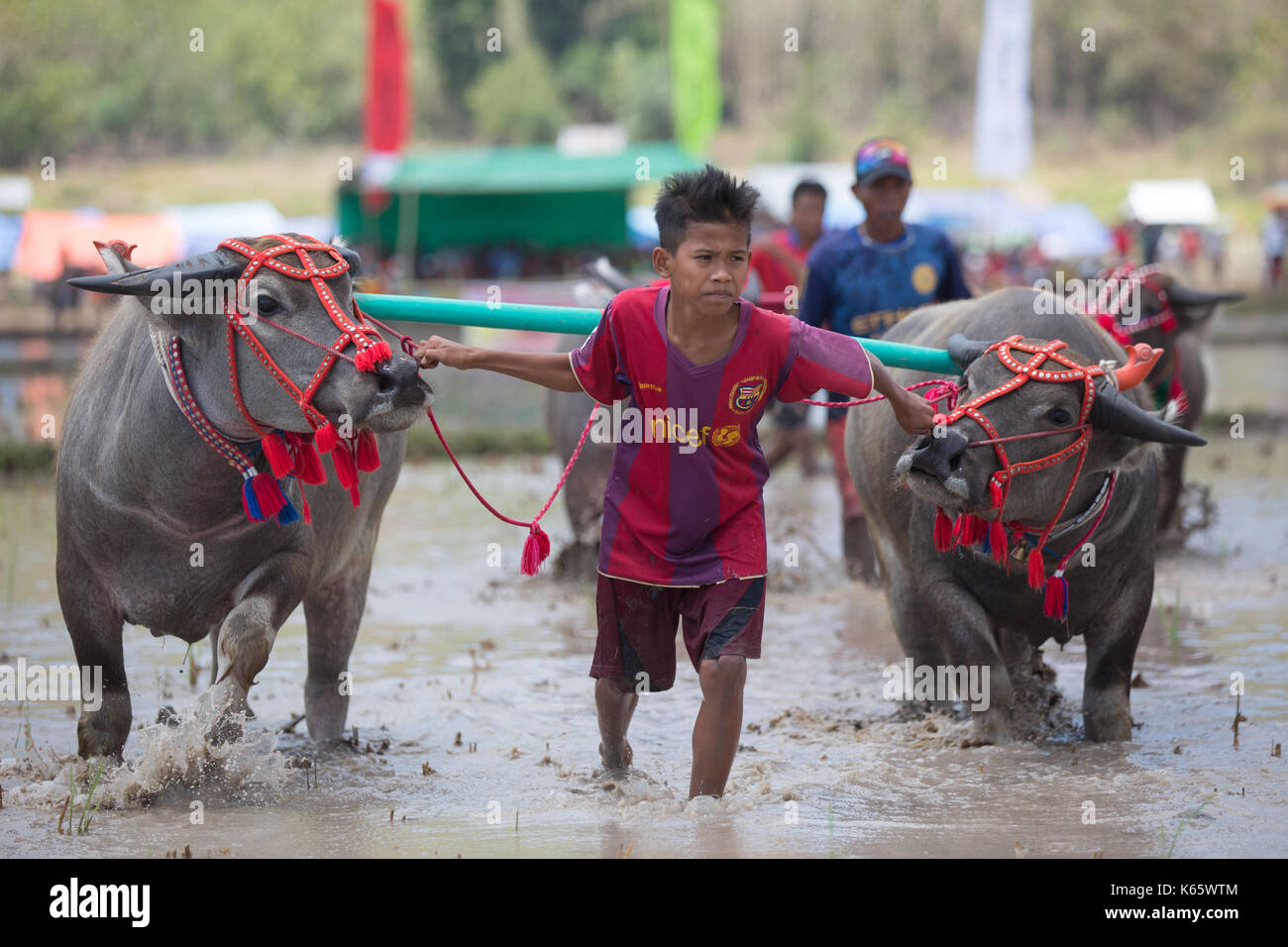 Jereweh, sumbawa barat, Indonesia - 10 settembre 2017: locale buffalo race competition tenutasi il sumbawa in jereweh, Indonesia il 10 settembre 2017. Foto Stock
