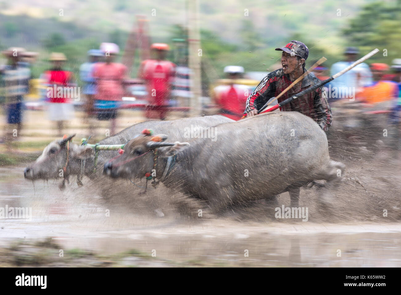 Jereweh, sumbawa barat, Indonesia - 10 settembre 2017: locale buffalo race competition tenutasi il sumbawa in jereweh, Indonesia il 10 settembre 2017. Foto Stock