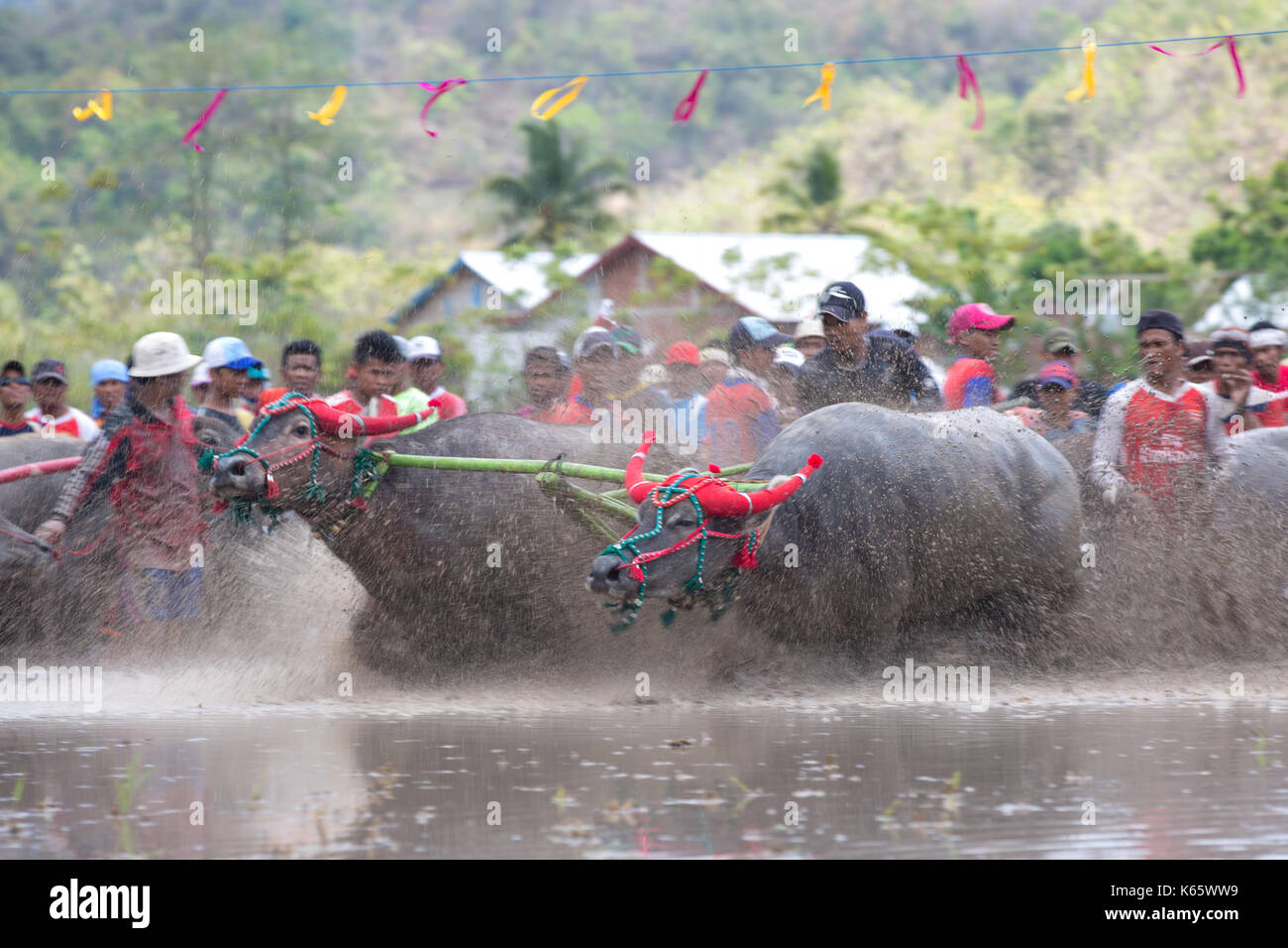 Jereweh, sumbawa barat, Indonesia - 10 settembre 2017: locale buffalo race competition tenutasi il sumbawa in jereweh, Indonesia il 10 settembre 2017. Foto Stock