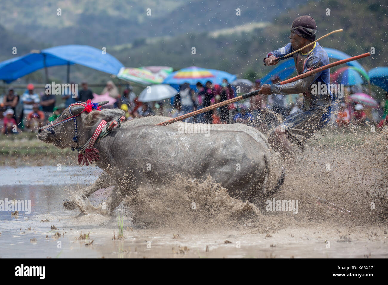 Jereweh, sumbawa barat, Indonesia - 10 settembre 2017: locale buffalo race competition tenutasi il sumbawa in jereweh, Indonesia il 10 settembre 2017. Foto Stock