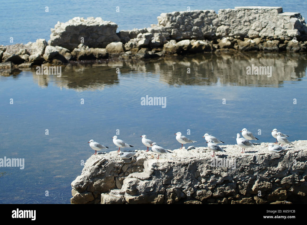 Molti gabbiani in piedi in fila su una roccia sopra il mare mediterraneo Foto Stock