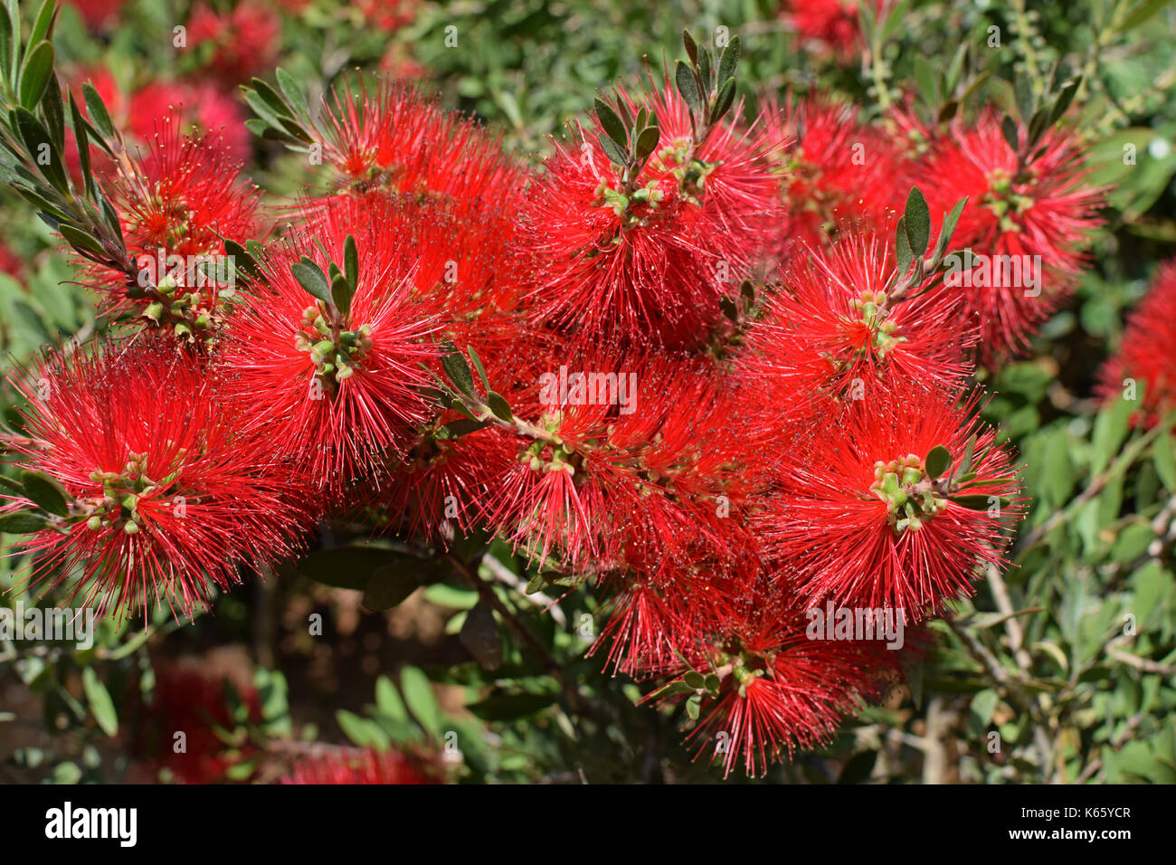 Scovolino da bottiglia. Melaleuca rugulosa o Scarlet scovolino da bottiglia  unico fiore vicino Foto stock - Alamy