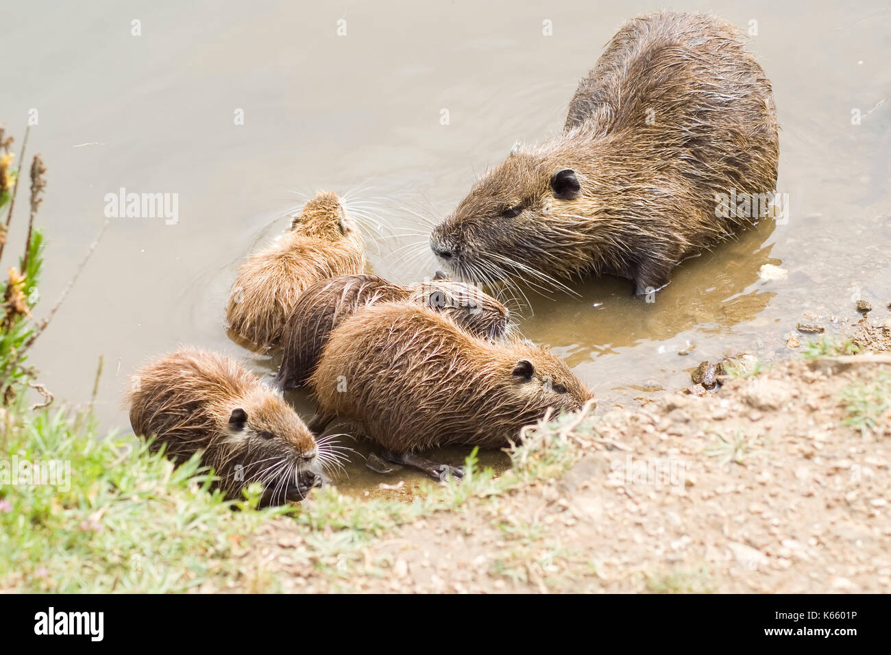Famiglia di coypus ricerca alimentare sulla sponda di un fiume. posizione st aygulf, francia riviera francese. Foto Stock