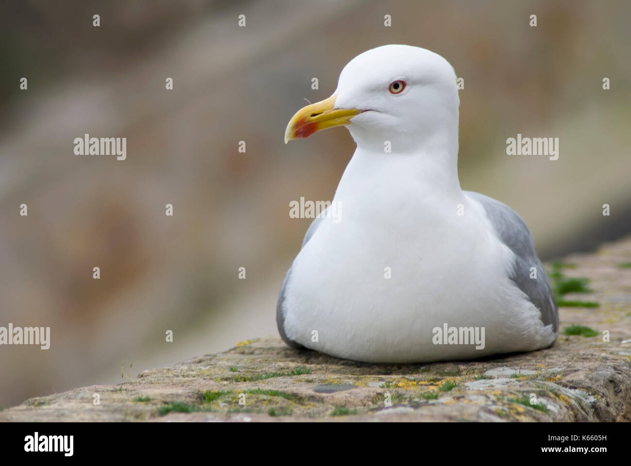 Gabbiano occidentale su un muro di pietra Foto Stock