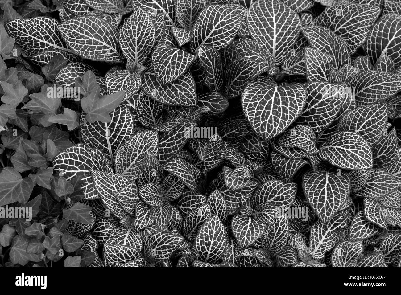 Impianto del nervo dipinto net foglia sullo sfondo della natura. in bianco e nero. Foto Stock