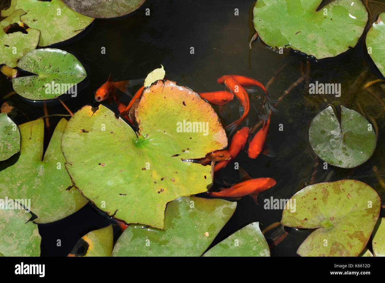 Laghetto con pesci rossi e il giglio di acqua le foglie di piante. Foto Stock