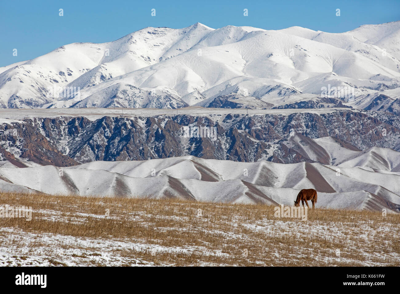 Cavallo al pascolo nella valle e montagne coperte di neve nelle montagne Tian Shan, provincia di Naryn, Kirghizistan Foto Stock