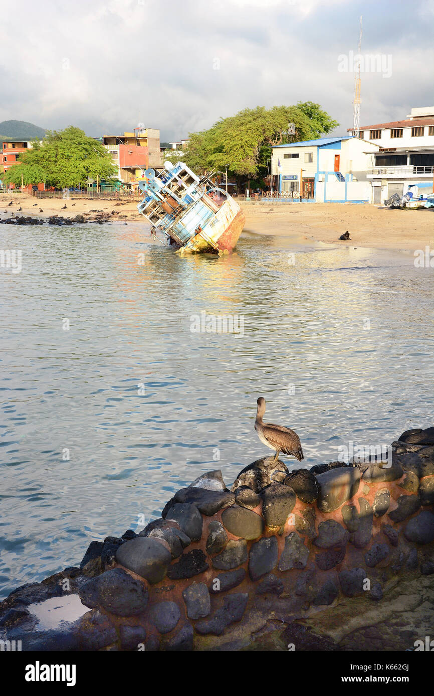 San Cristobal Island, galapagos - 17 febbraio 2017: nave relitto e pelican. in Puerto Baquerizo Moreno la capitale dell'Arcipelago delle Galapagos. Foto Stock