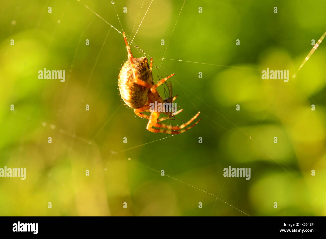 Predatori di ragno in i veli del suo web con la preda Foto Stock