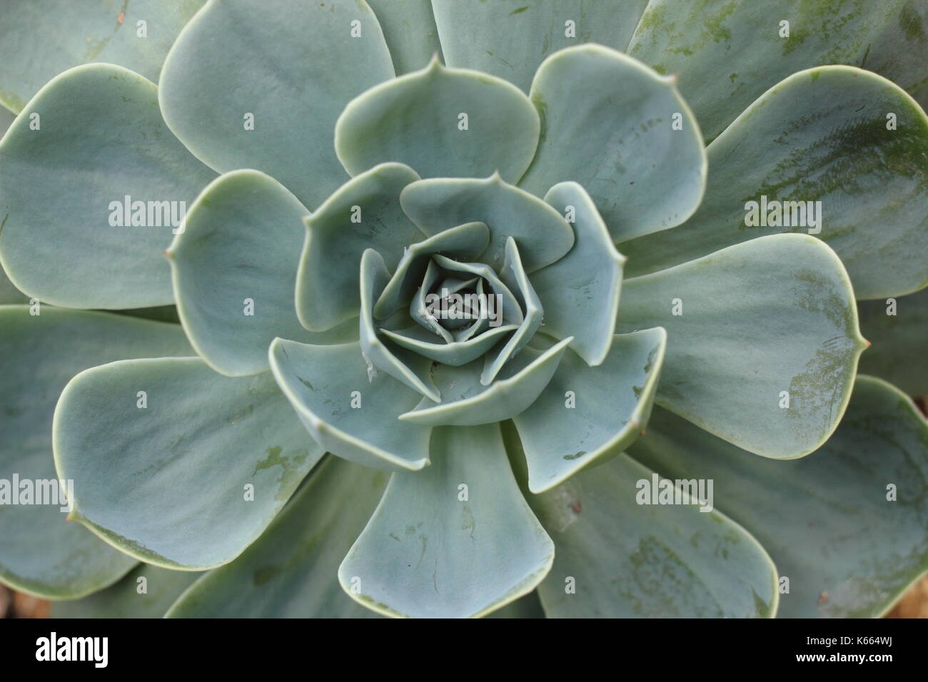 Glauco (Echeveria Echeveria secunda var. glauca), un perenne succulenta, houseplant crescendo in una soleggiata piscina spot, REGNO UNITO Foto Stock