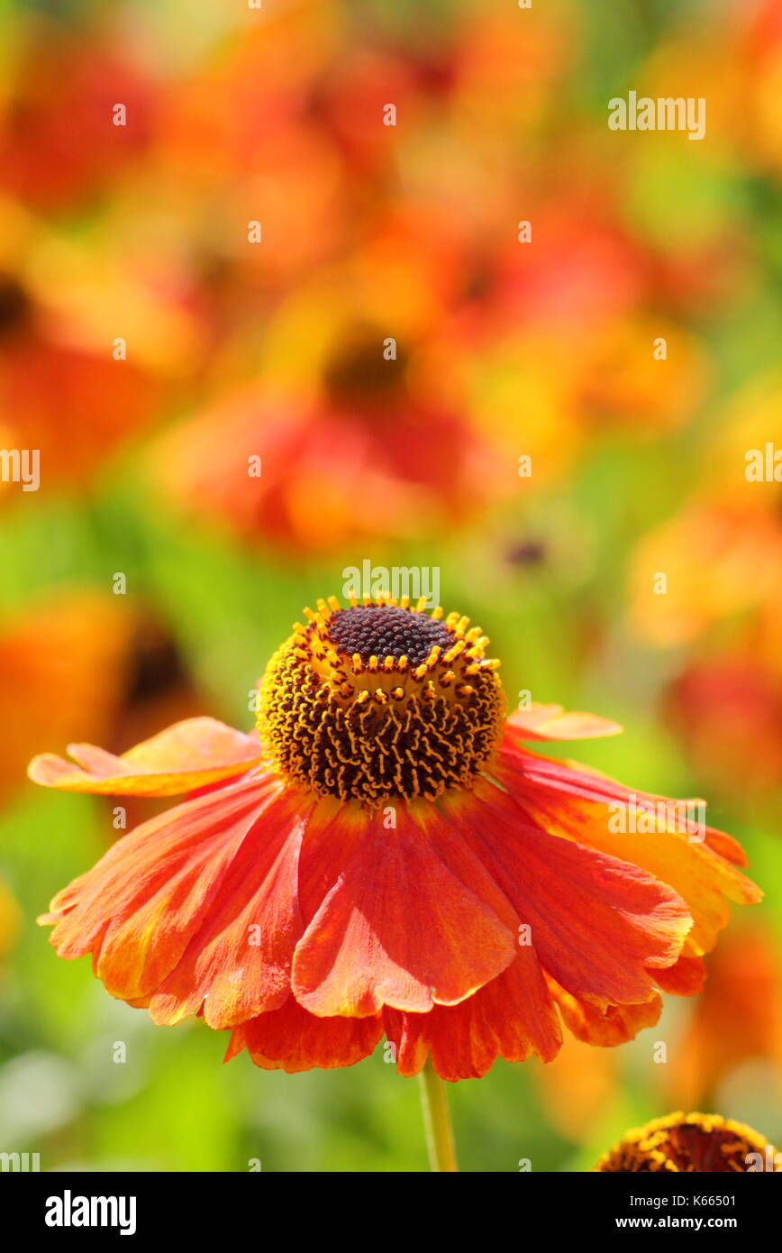 Sneezeweed, Helenium 'Waltraut' un alto perenne con oro brillante fiori arancione, in piena fioritura in un giardino inglese confine in estate Foto Stock