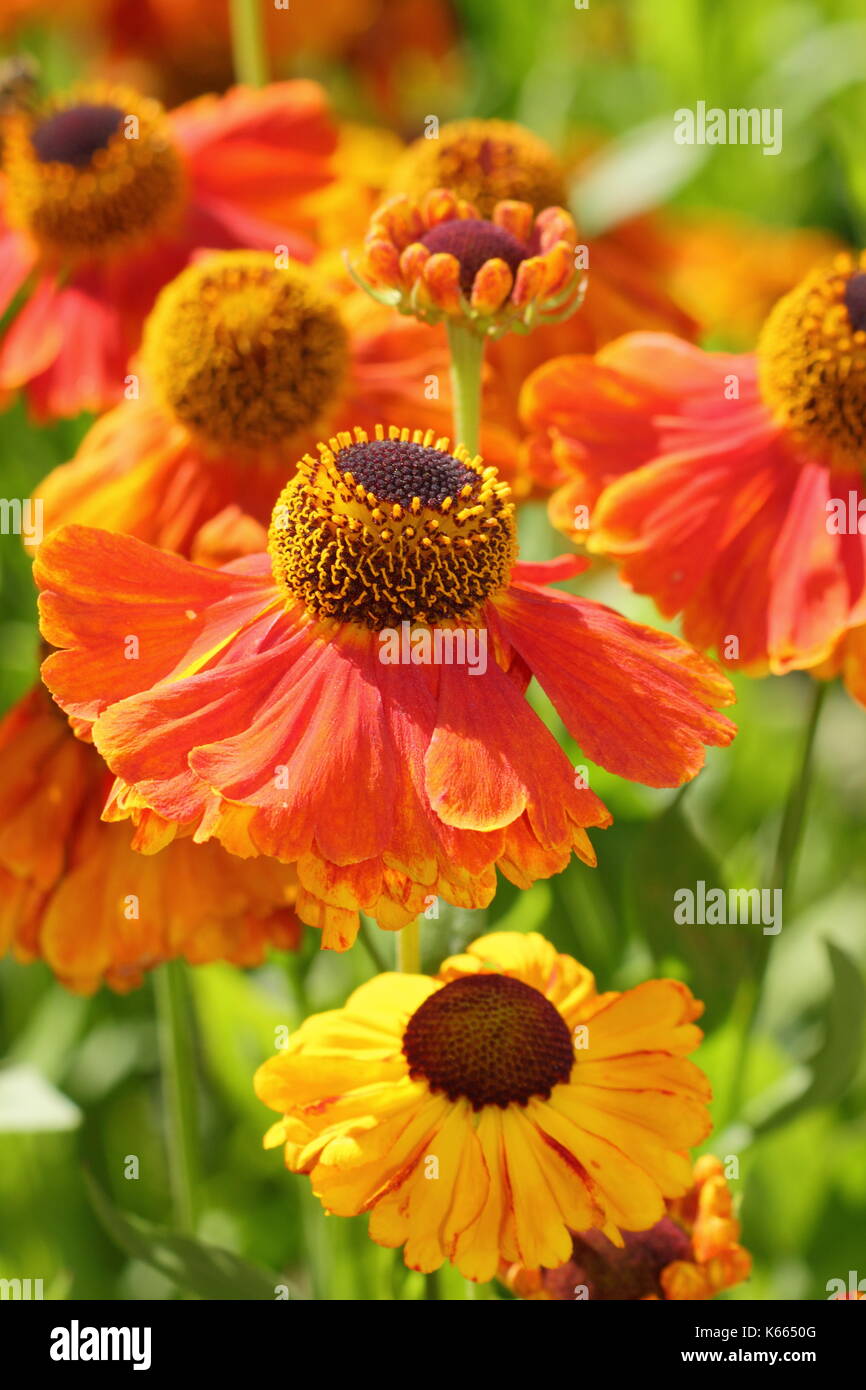Sneezeweed, Helenium 'Waltraut' un alto perenne con oro brillante fiori arancione, in piena fioritura in un giardino inglese confine in estate Foto Stock