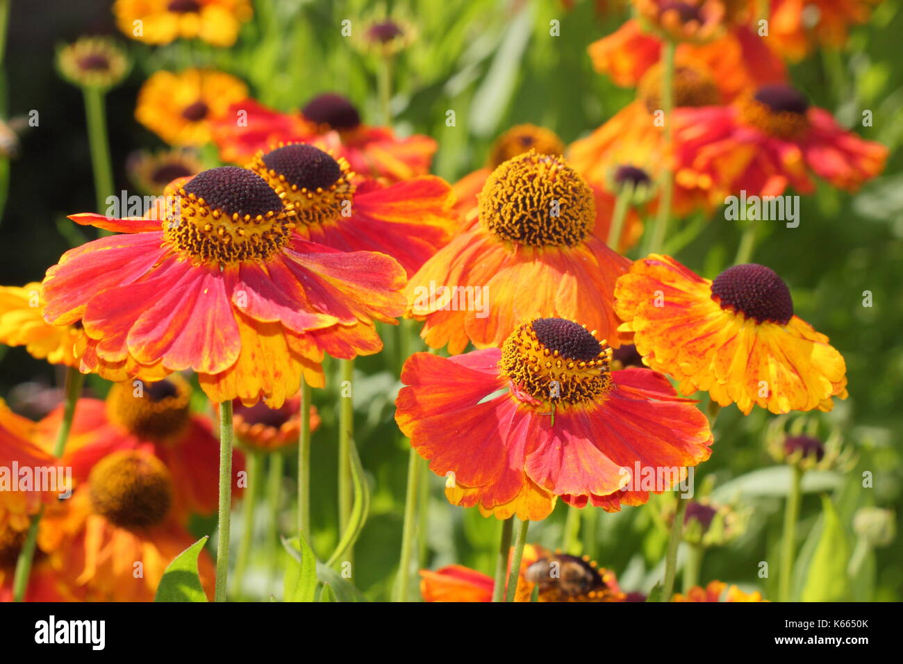 Sneezeweed, Helenium 'Waltraut' un alto perenne con oro brillante fiori arancione, in piena fioritura in un giardino inglese confine in estate Foto Stock