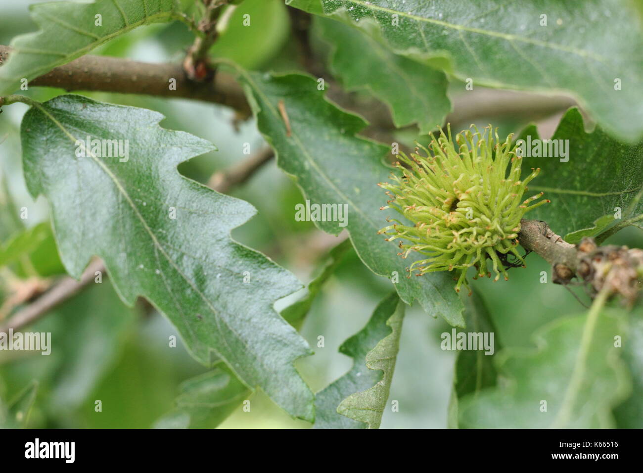 La Turchia quercia (Quercus cerris), visualizzazione di fogliame e frutta in via di sviluppo in estate (luglio), Regno Unito Foto Stock
