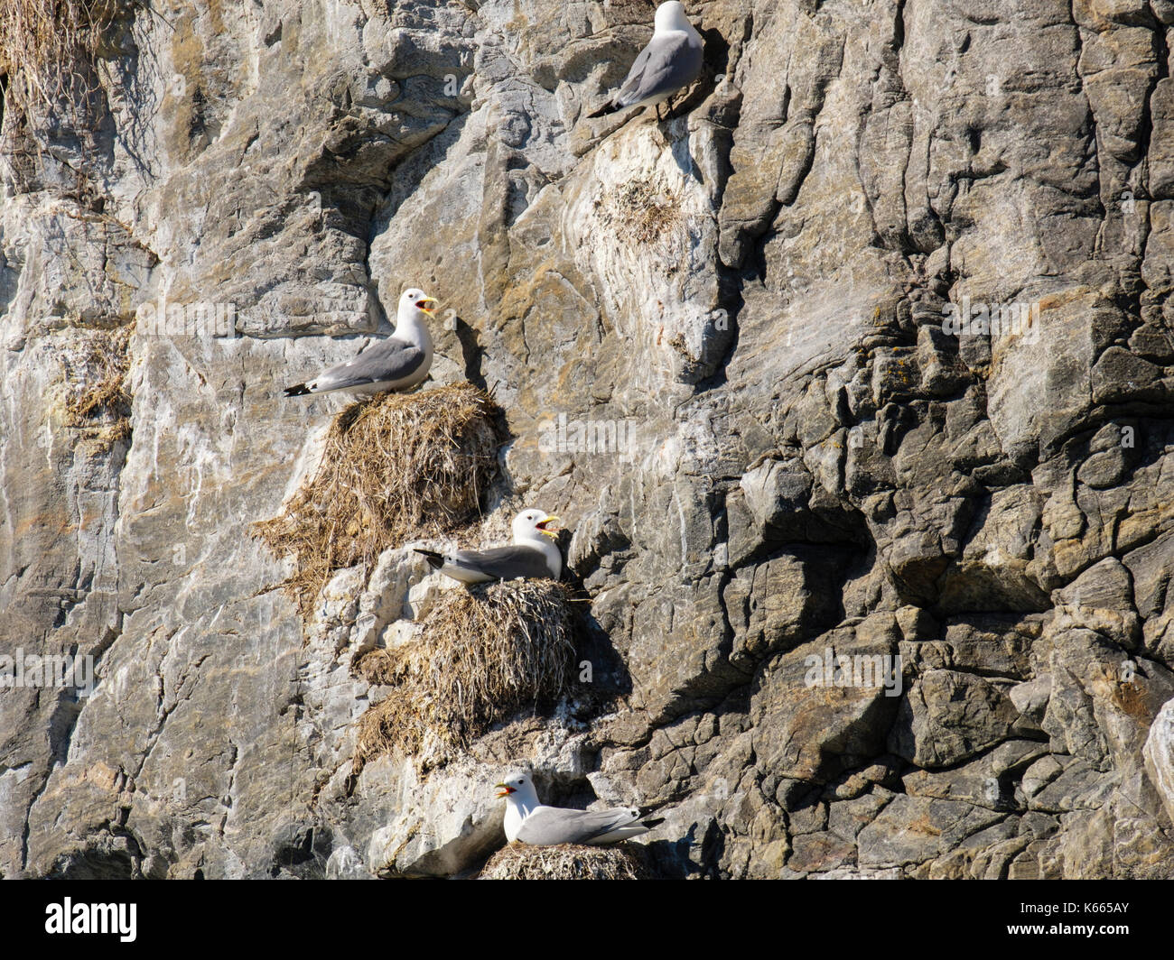 Nero di Nesting zampe Kittiwakes con becchi aprire per conservare al fresco nel caldo del sole sulle scogliere in Sundsvollsundet Riserva Naturale, Helløya, Troms, Norvegia Foto Stock