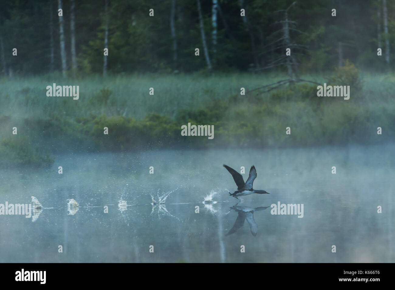 Redthroated diver battenti dalla superficie in un piccolo lago in Svezia Foto Stock