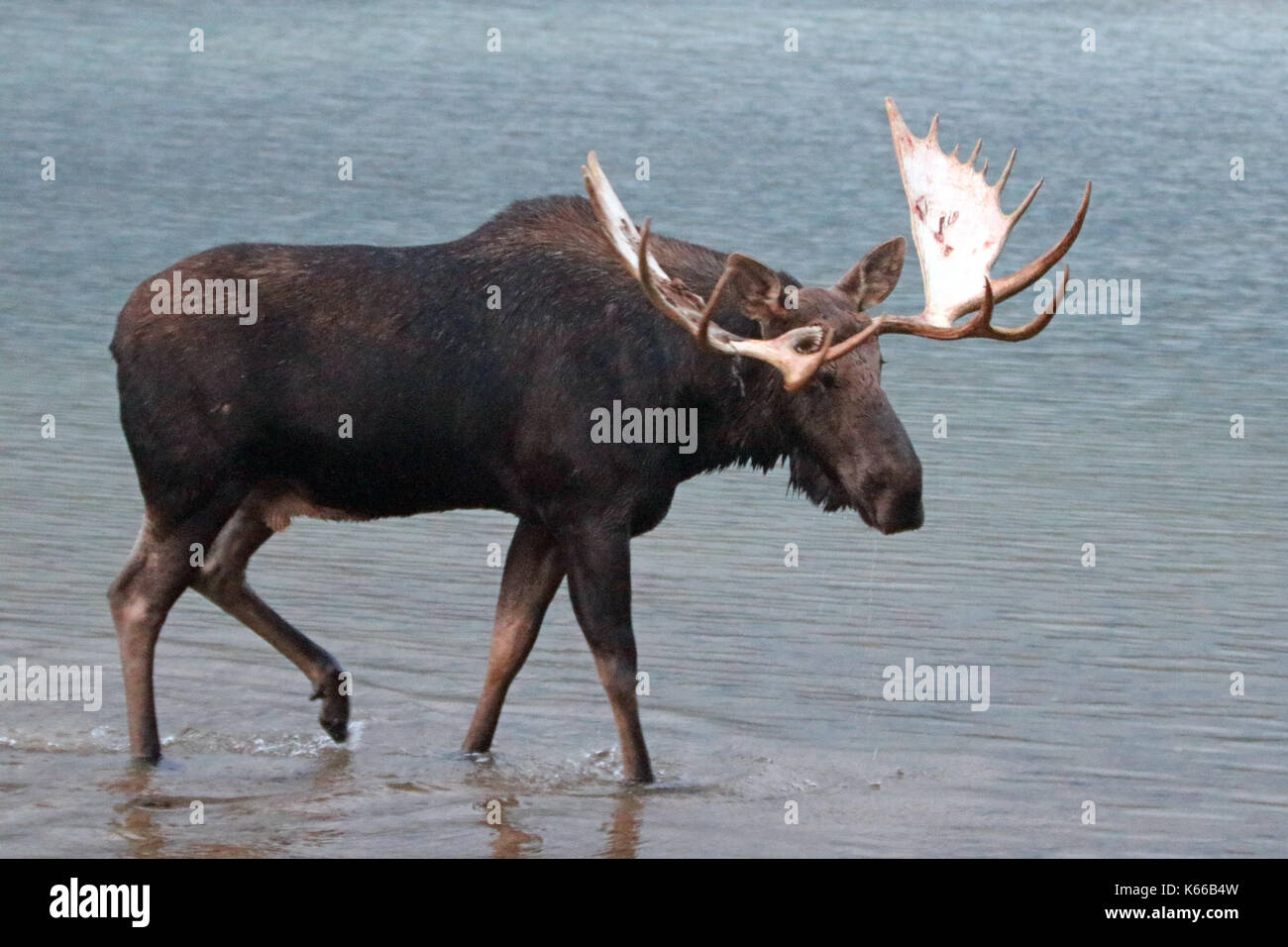 Adulto shiras bull moose con corna in fishercap lago in molti regione dei ghiacciai del parco nazionale di Glacier nel montana usa Foto Stock