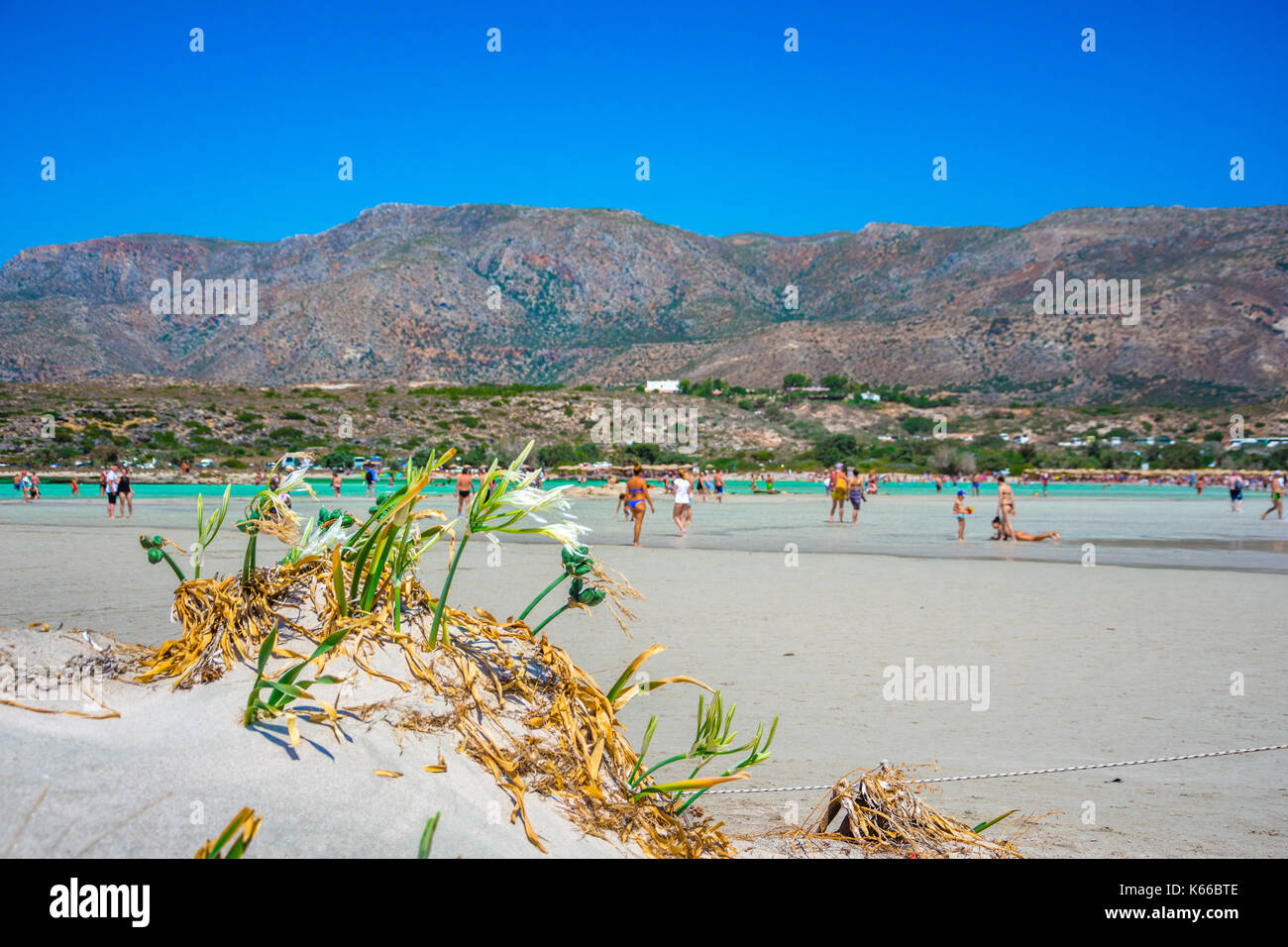 Bellissimo mare gigli, crescente direttamente sulla sabbia sulla spiaggia di Elafonissi a sud di Creta Grecia Foto Stock