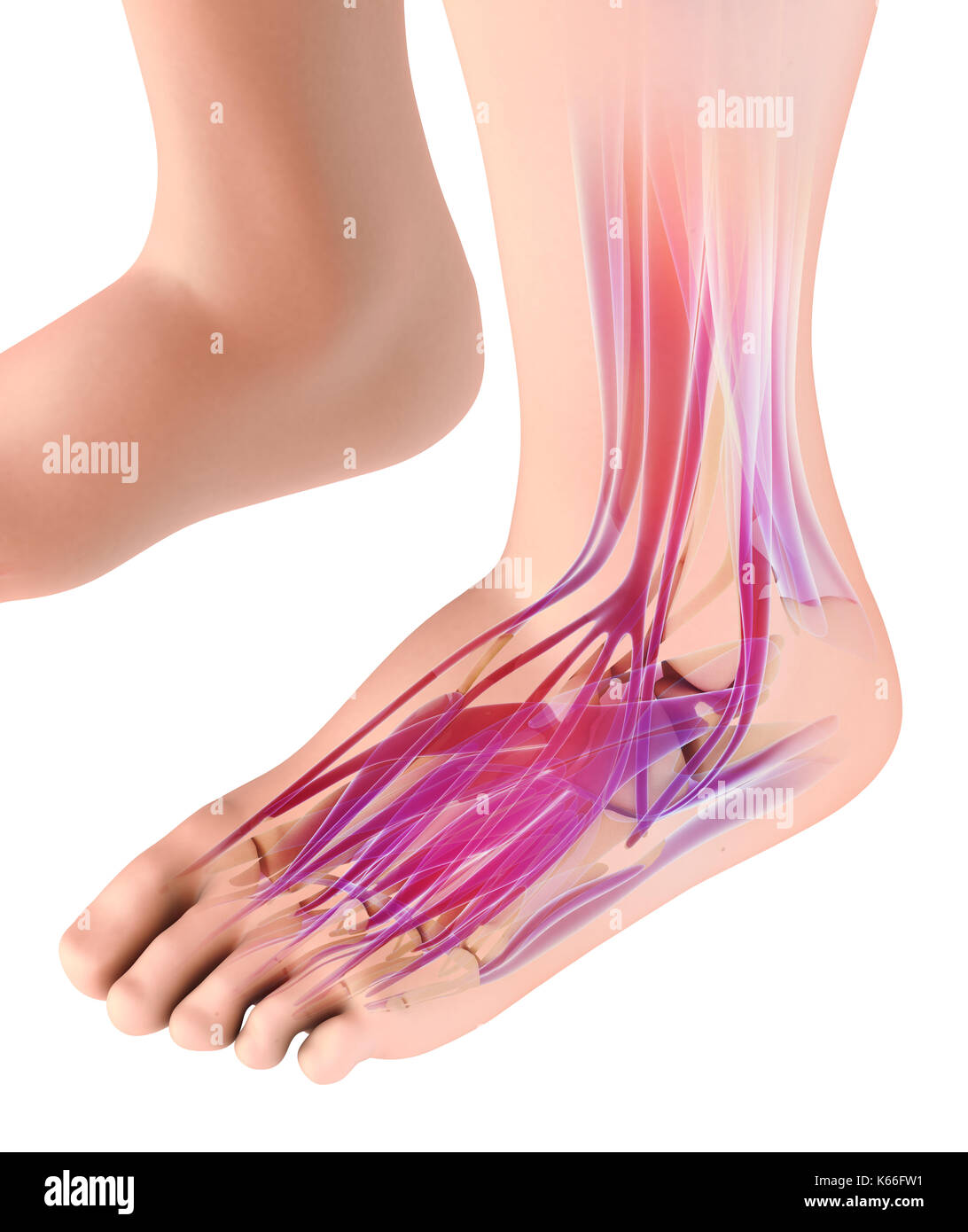 3d illustrazione di medico e di concetto scientifico e il piede del muscolo umano - sistema muscolare. Foto Stock