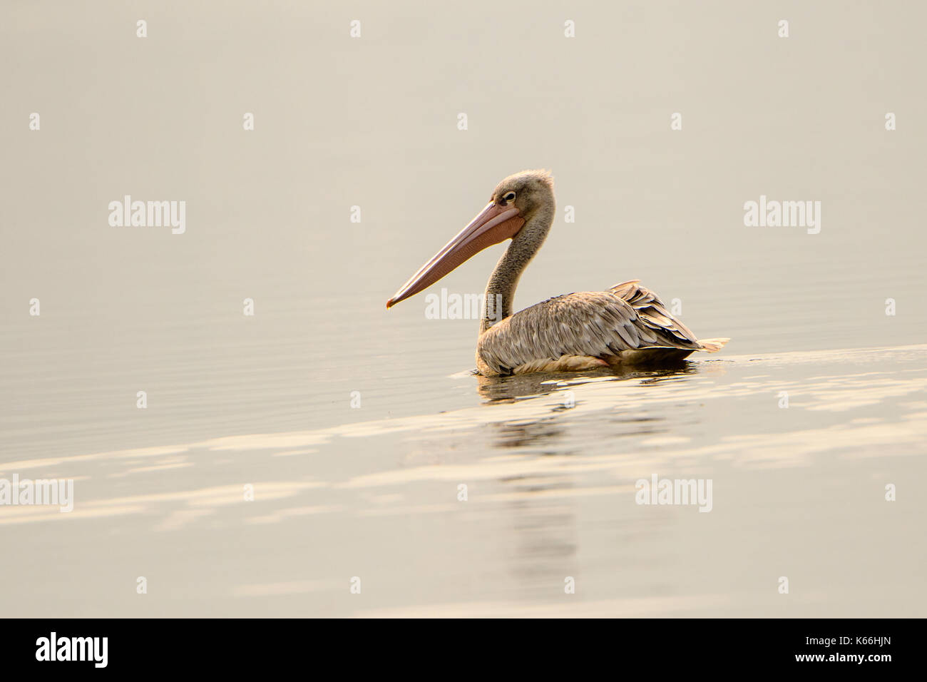Rosa backed pelican nuoto Foto Stock