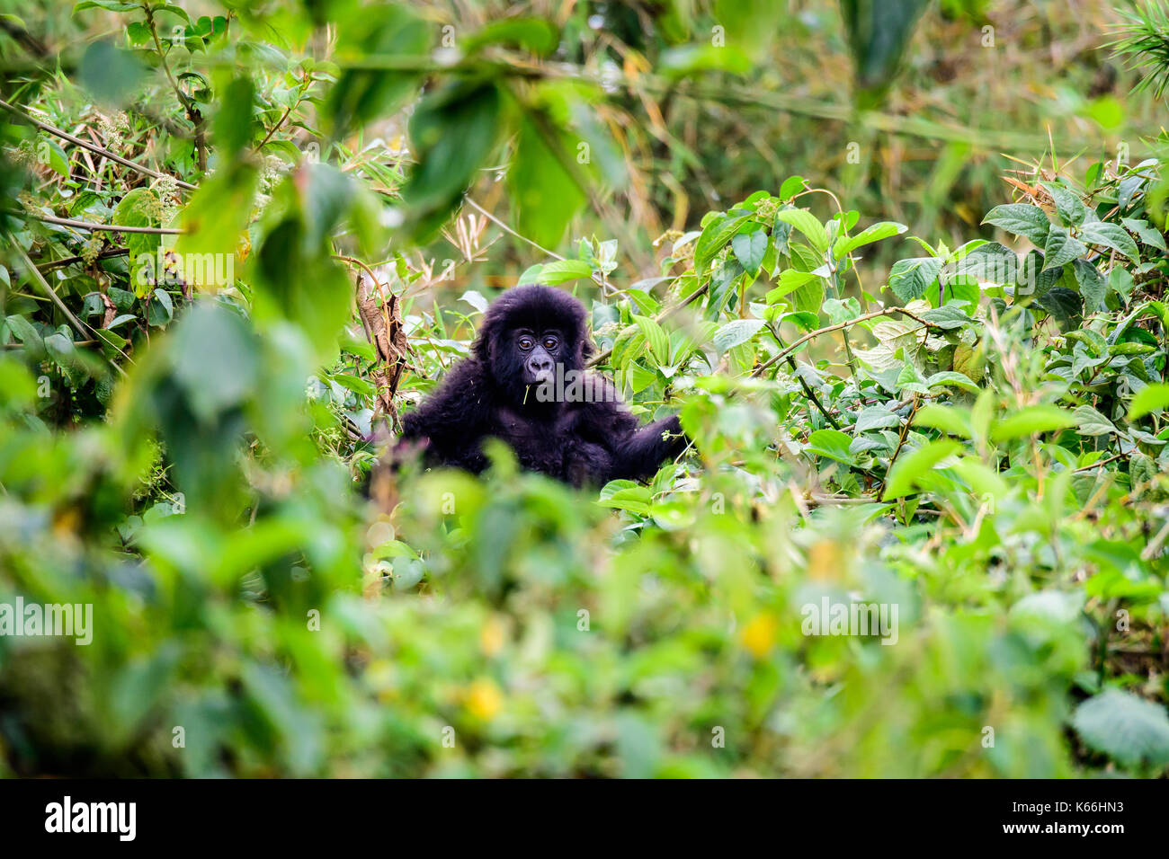 Baby gorilla di montagna seduto in una boccola Foto Stock