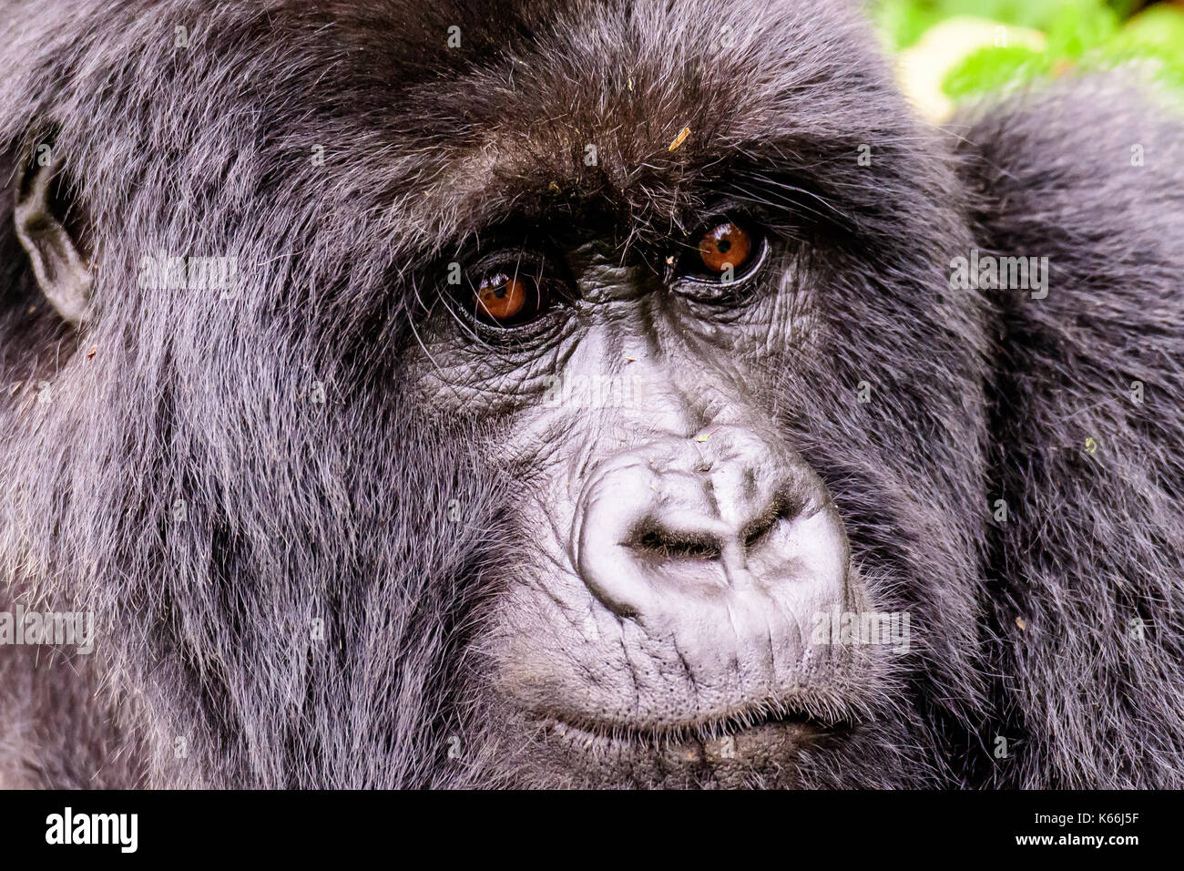 La faccia intelligente di una femmina di gorilla di montagna Foto Stock