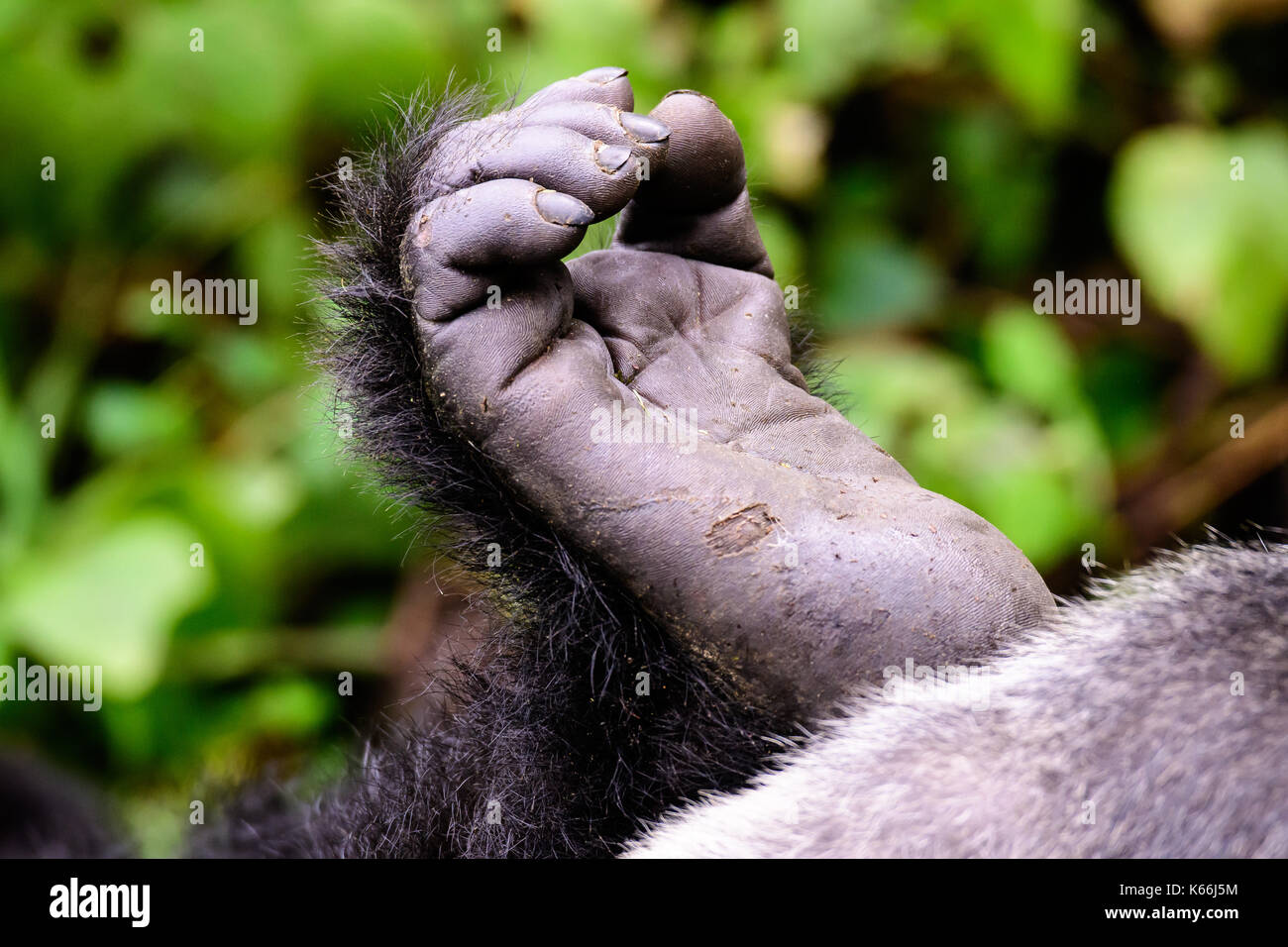 Piede di un gorilla di montagna Foto Stock