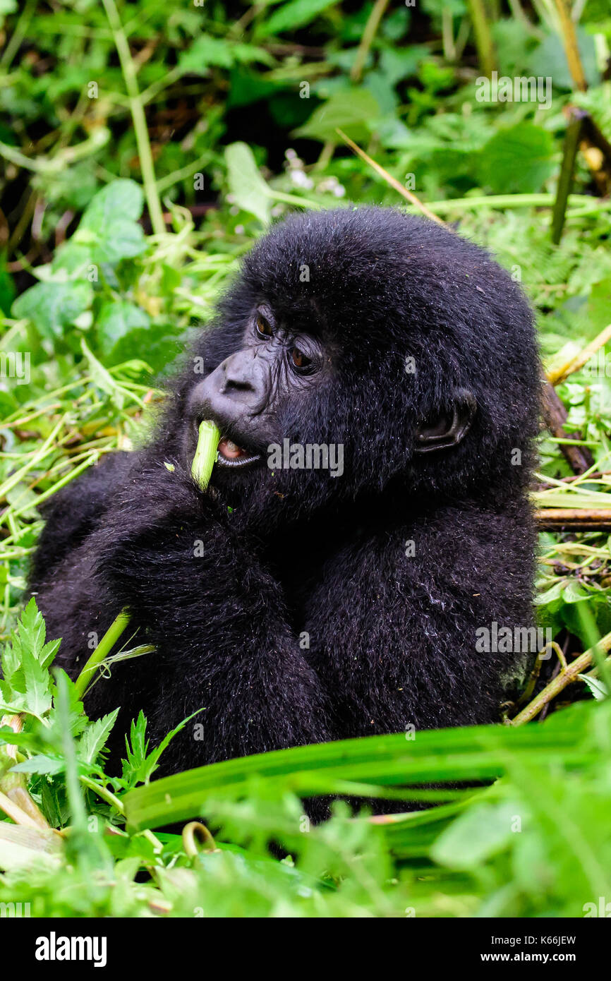 Close up di un baby gorilla di montagna seduto in una boccola Foto Stock