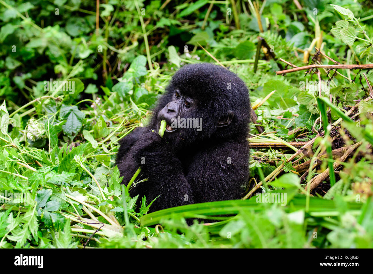 Adorable baby gorilla seduto in una boccola Foto Stock