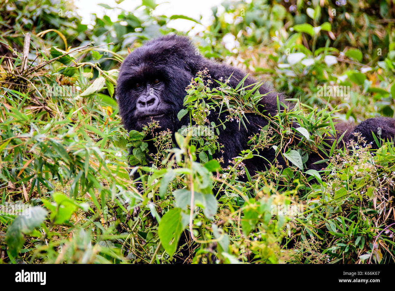 Femmina di gorilla di montagna del peering attraverso il sottobosco Foto Stock