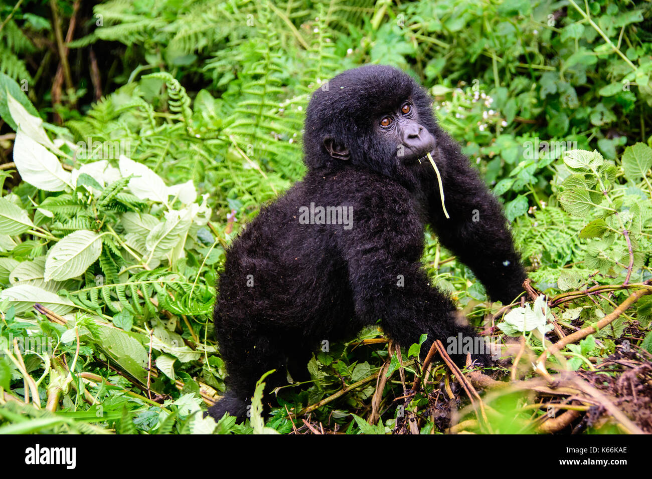 Accattivante gorilla di montagna baby Foto Stock