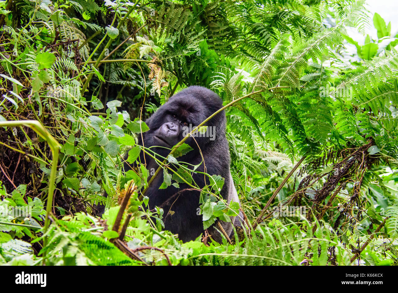 Silverback gorilla di montagna nella foresta pluviale Foto Stock