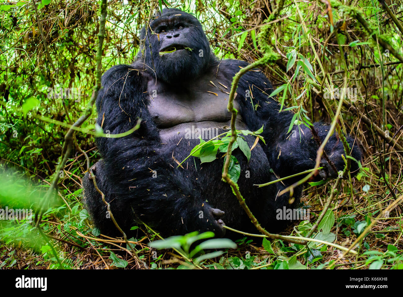 Refrigerate fuori silverback gorilla di montagna mangiato in foresta Foto Stock