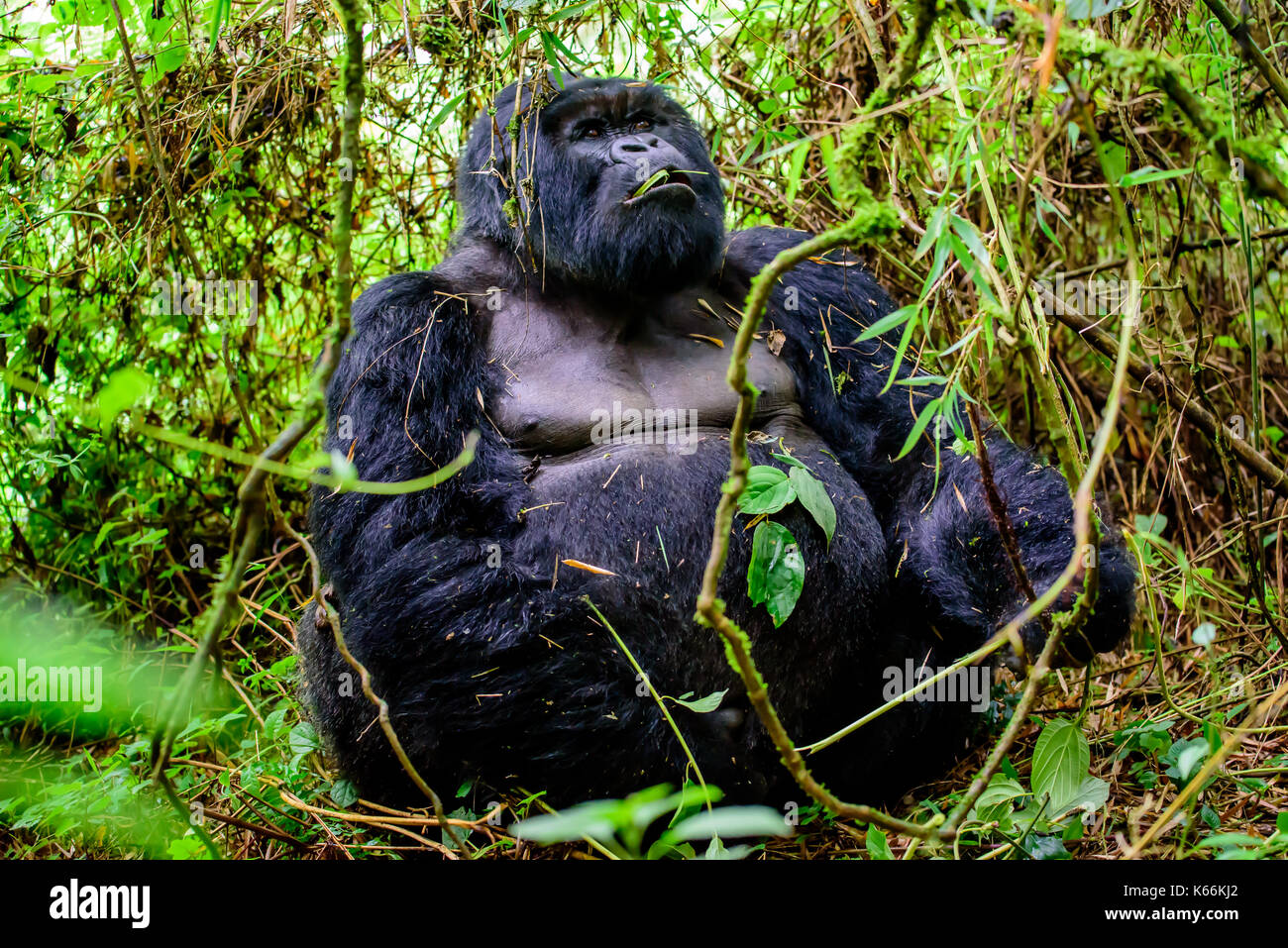 Silverback gorilla di montagna seduta nella foresta di bamboo Foto Stock