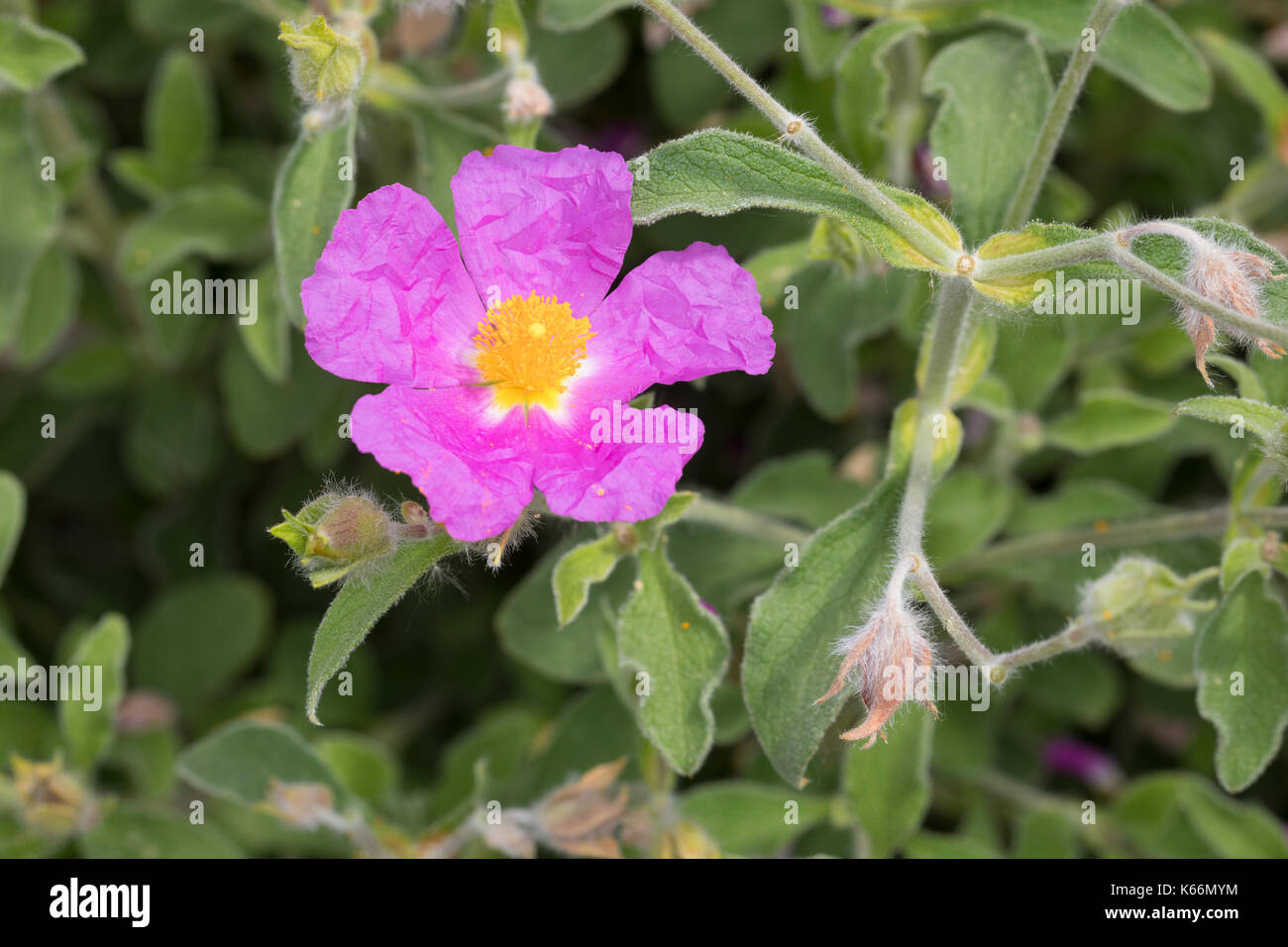 Graubeharte Zistrose, Graubeharte Cistrose, Kretische Zistrose, Cistus creticus, Rosa Rosa, Hoary Rock-Rose, acconciatura rockrose, rock rose, rock-ro Foto Stock