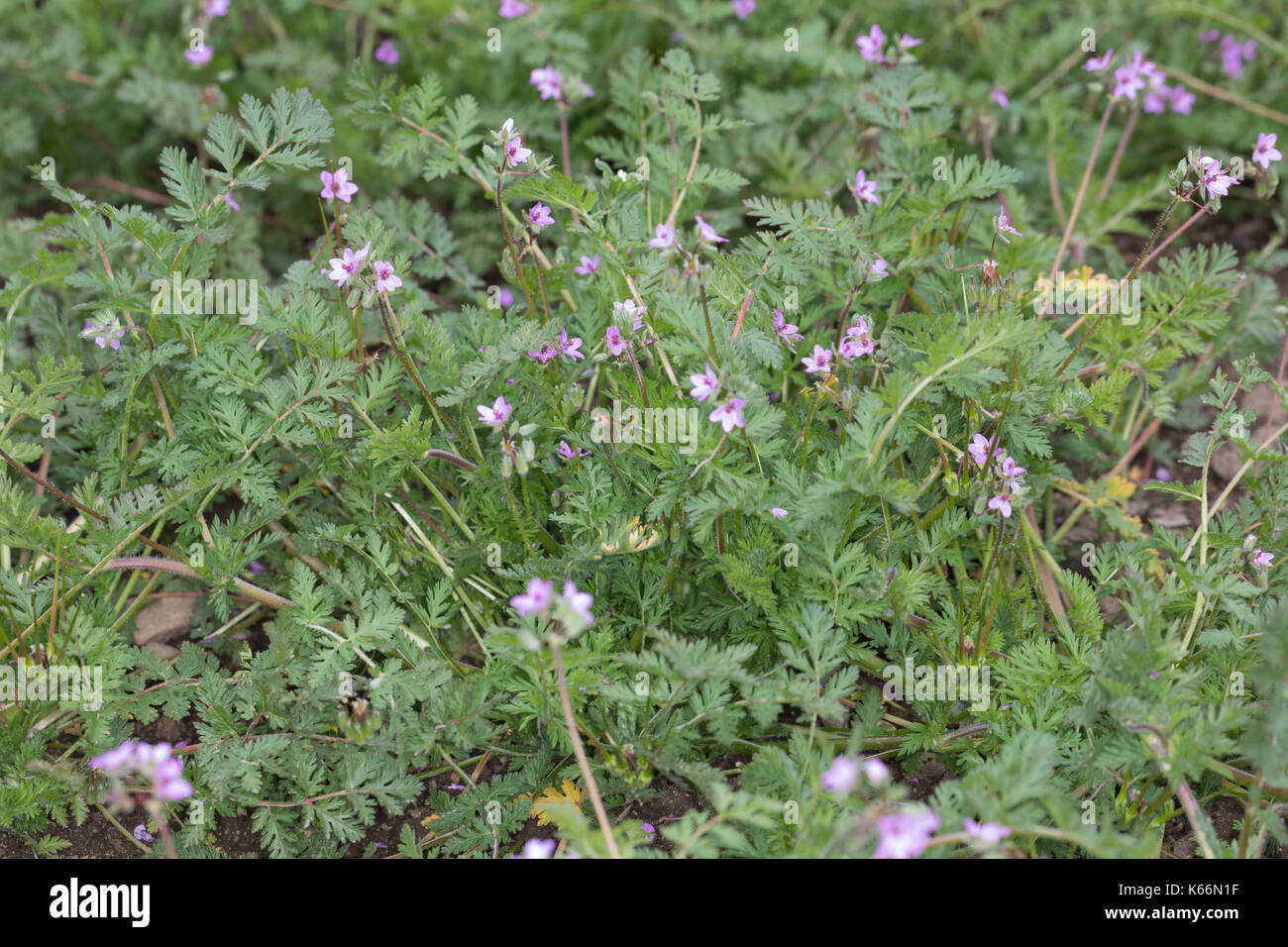 Gewöhnlicher Reiherschnabel, Schierlingsblättriger Reiherschnabel, Reiherschnabel, Erodium cicutarium, Geranium cicutarium, Redtrem filaree, Redtrem s. Foto Stock