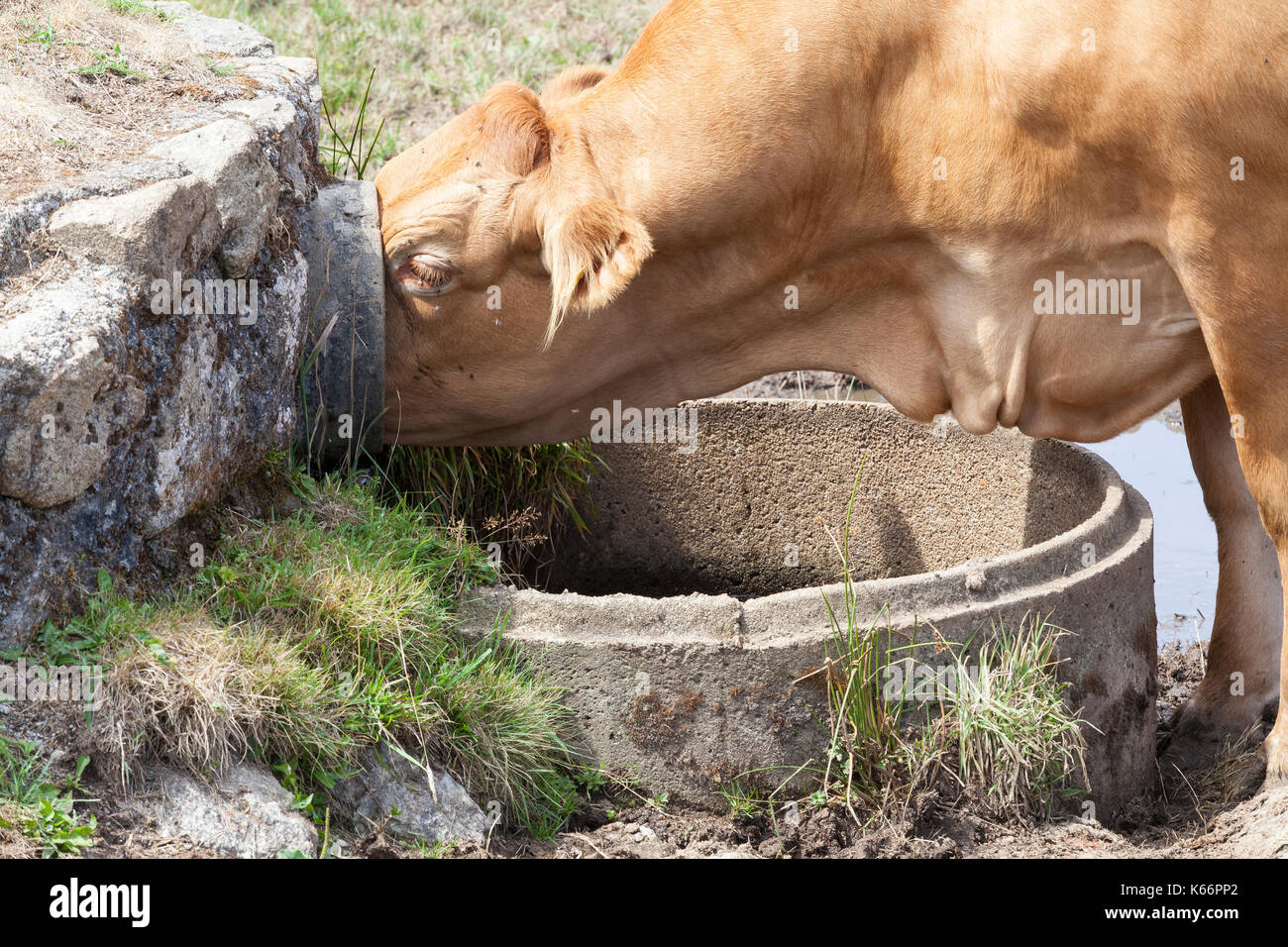 Intelligent Limousin beef cow bere con il suo naso spinto all'interno di un tubo di calcestruzzo portando la molla di acqua ad un serbatoio in pascolo come lei sa di Wil Foto Stock