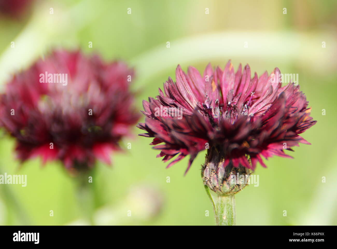 Centaurea cyanus 'Black Ball' un viola scuro fioritura di fiordaliso al confine di un riparo giardino inglese in tarda estate Foto Stock