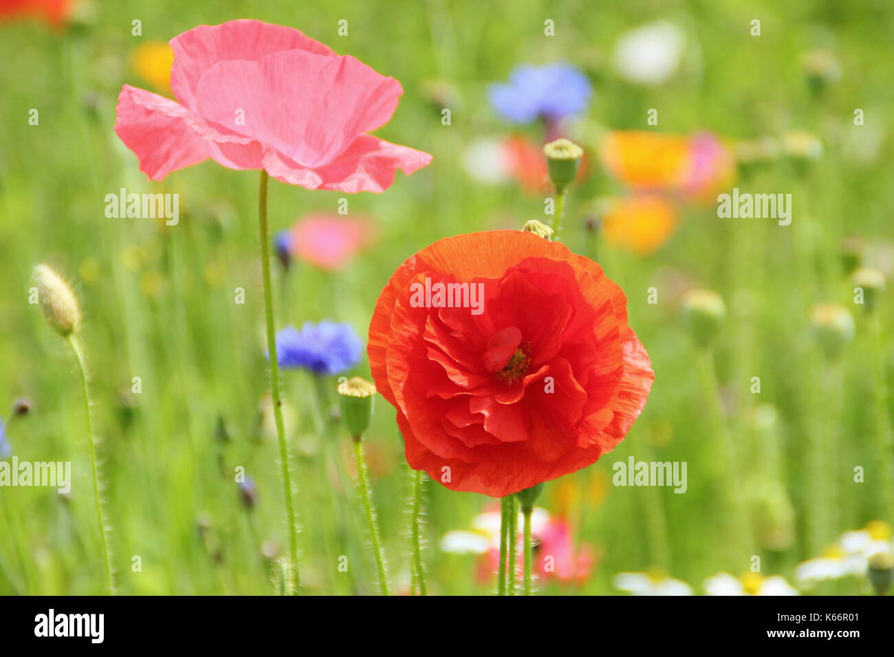 Vero Shirley papavero (Papaver rhoeas), con silken petali di fiori e colori pastello in un coltivato prato di fiori selvaggi all'altezza di un inglese estate Foto Stock
