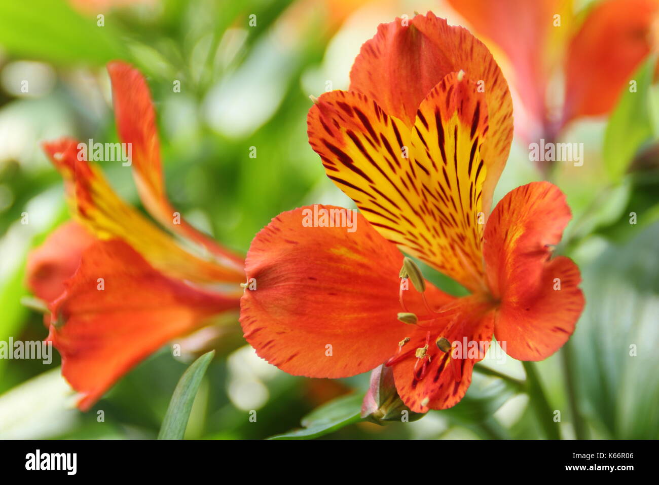 Alstroemeria (peruviano lily) fiorire all aperto in un giardino inglese in estate Foto Stock
