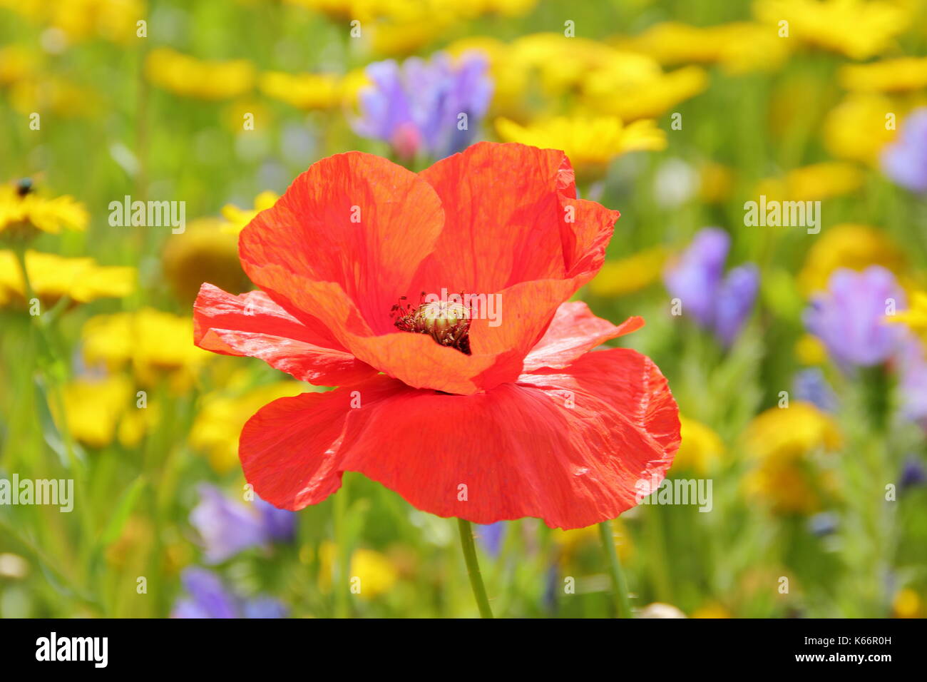 Rosso papavero (Papaver rhoeas) e mais Le calendule fiorisce in un coltivato prato di fiori selvaggi all'altezza di un inglese estate Foto Stock