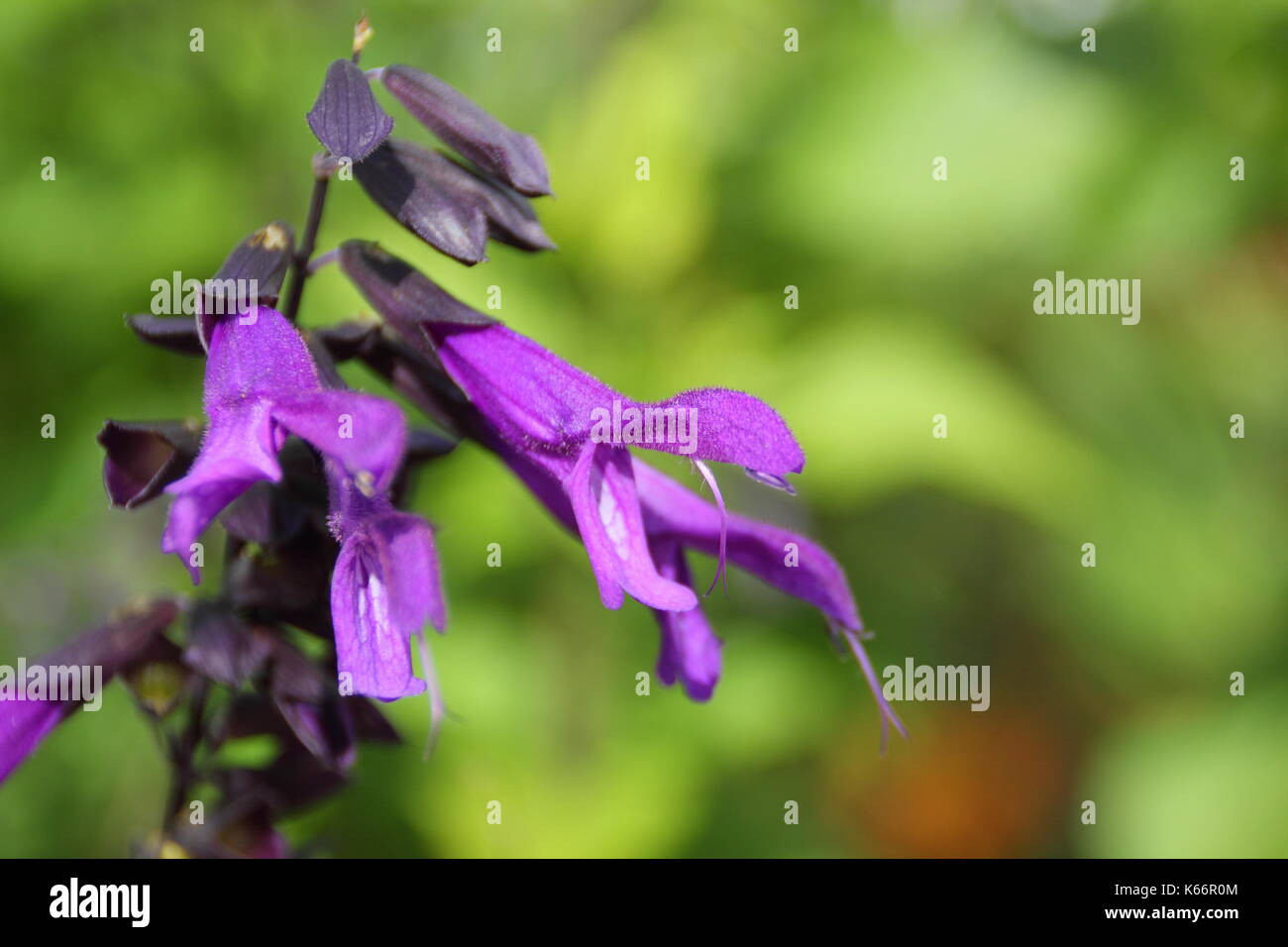 La Salvia Amistad, chiamato anche Salvia Amistad, fioritura in un giardino inglese confine a fine estate, inizio autunno (settembre), Regno Unito Foto Stock