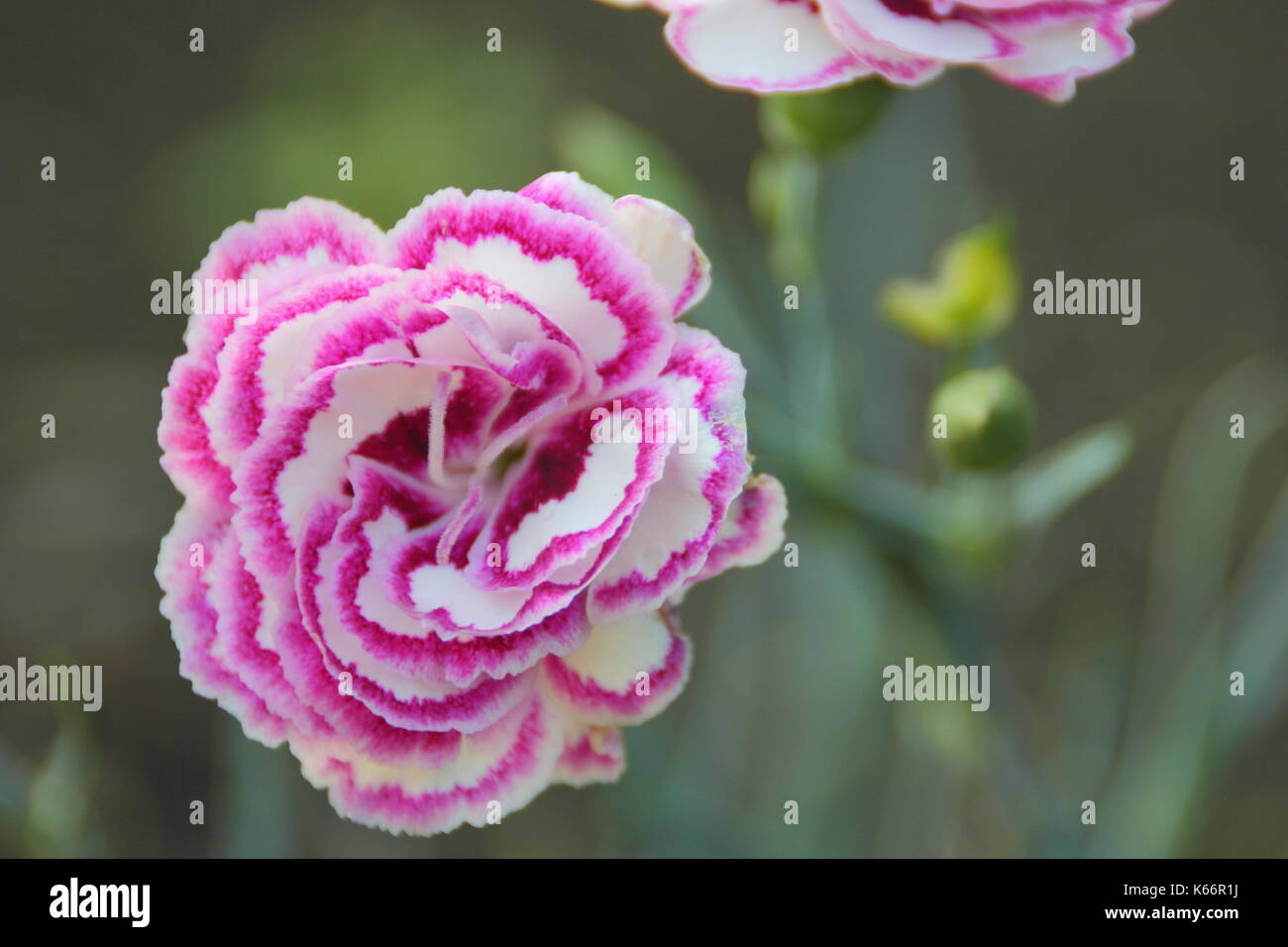 Dianthus 'Gran preferito di' un bianco doppio garofano fiorito con raspbery rosa petalo frangiare e blu-grigio fogliame in un cottage Inglese garden, REGNO UNITO Foto Stock