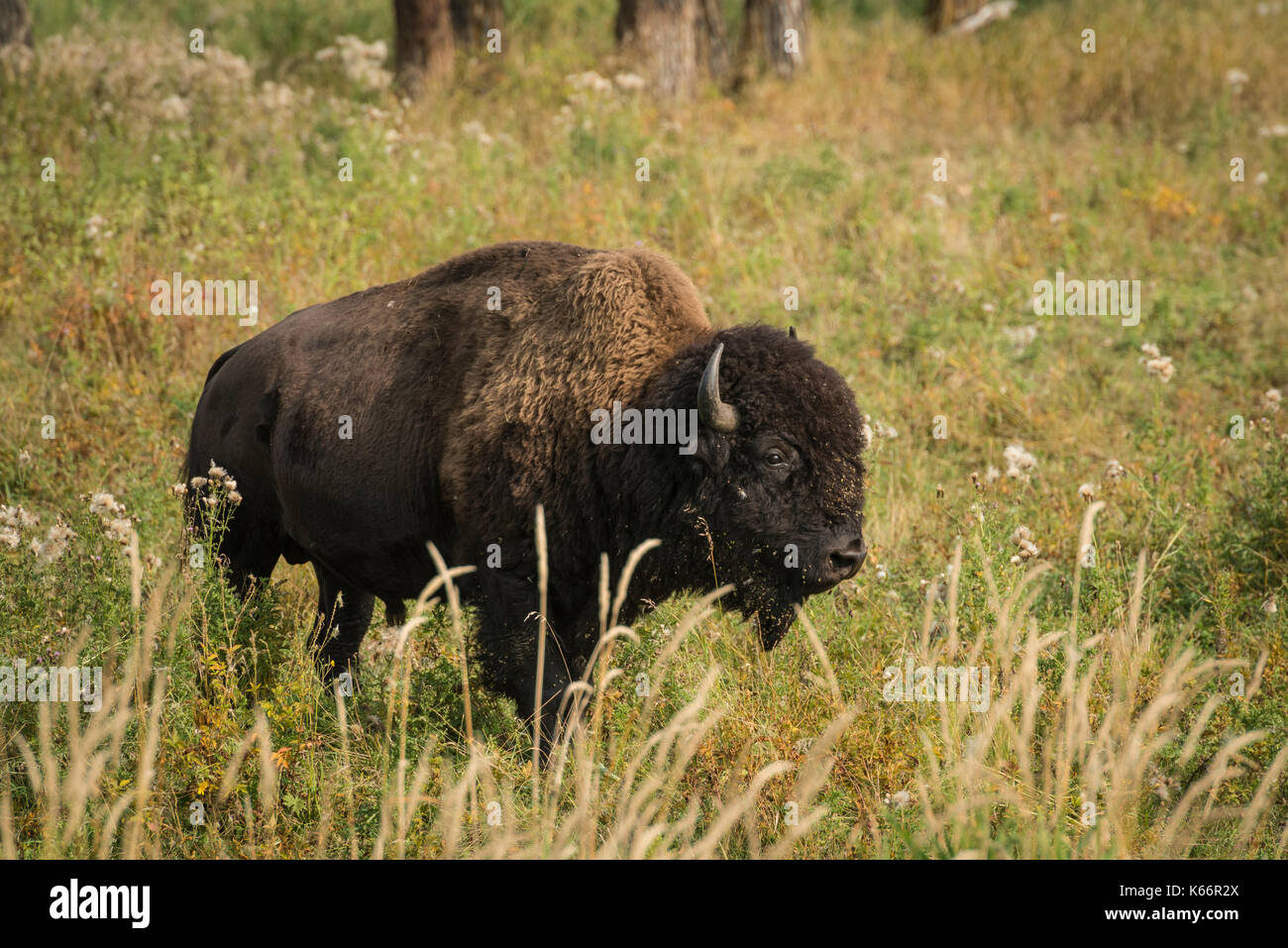 Bisonti americani in piedi in erba alta prairie in Elk Island National Park, Alberta, Canada Foto Stock Bisonti americani in piedi in erba alta prairie in Elk Island National Park, Alberta, Canada Foto Stock