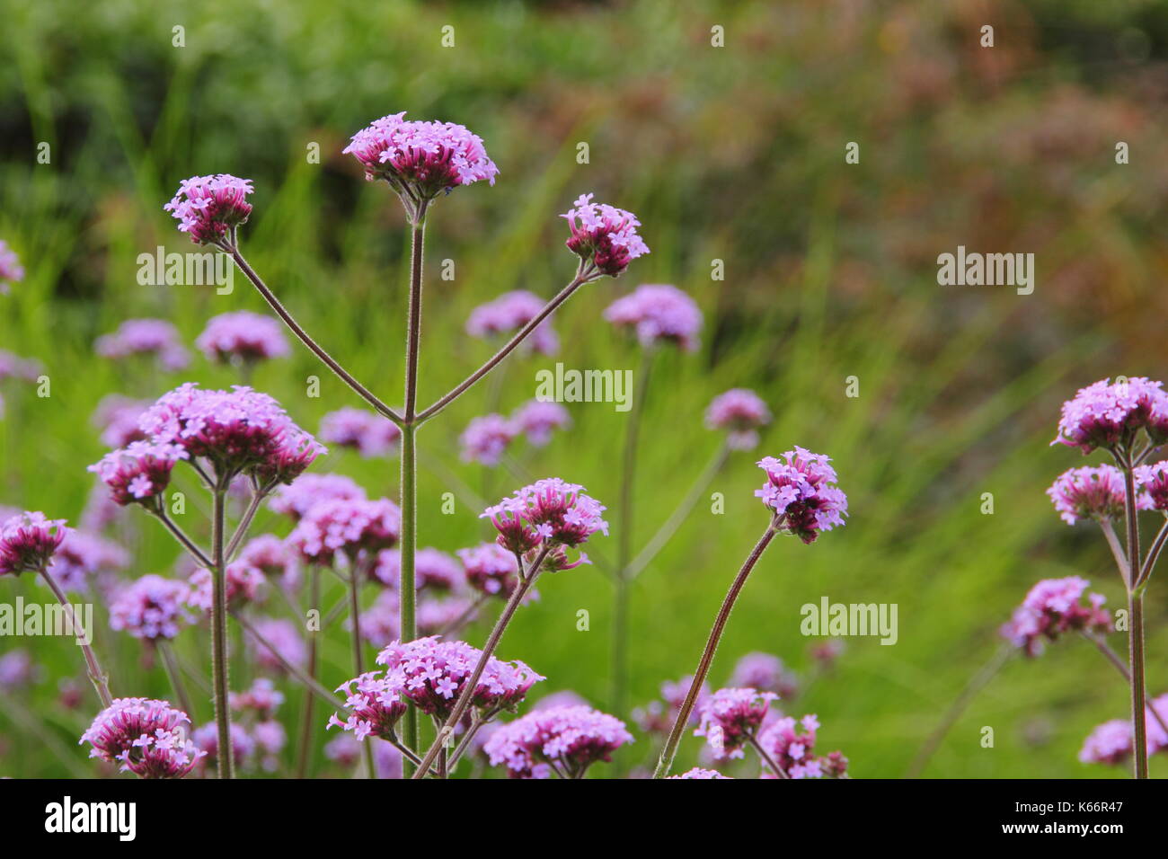 Verbena bonariensis, un alto perenne con piccoli grappoli di fiori viola, sboccia in un giardino inglese confine in estate Foto Stock