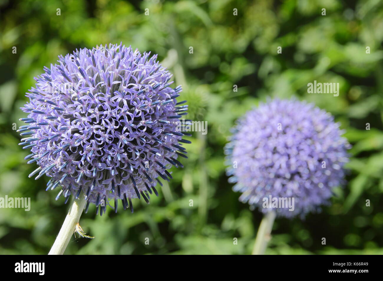 Globo di cardi (Echinops Bannaticus) " Taplow Blue' Fiore fiorente in un giardino inglese confine in estate (luglio) Foto Stock