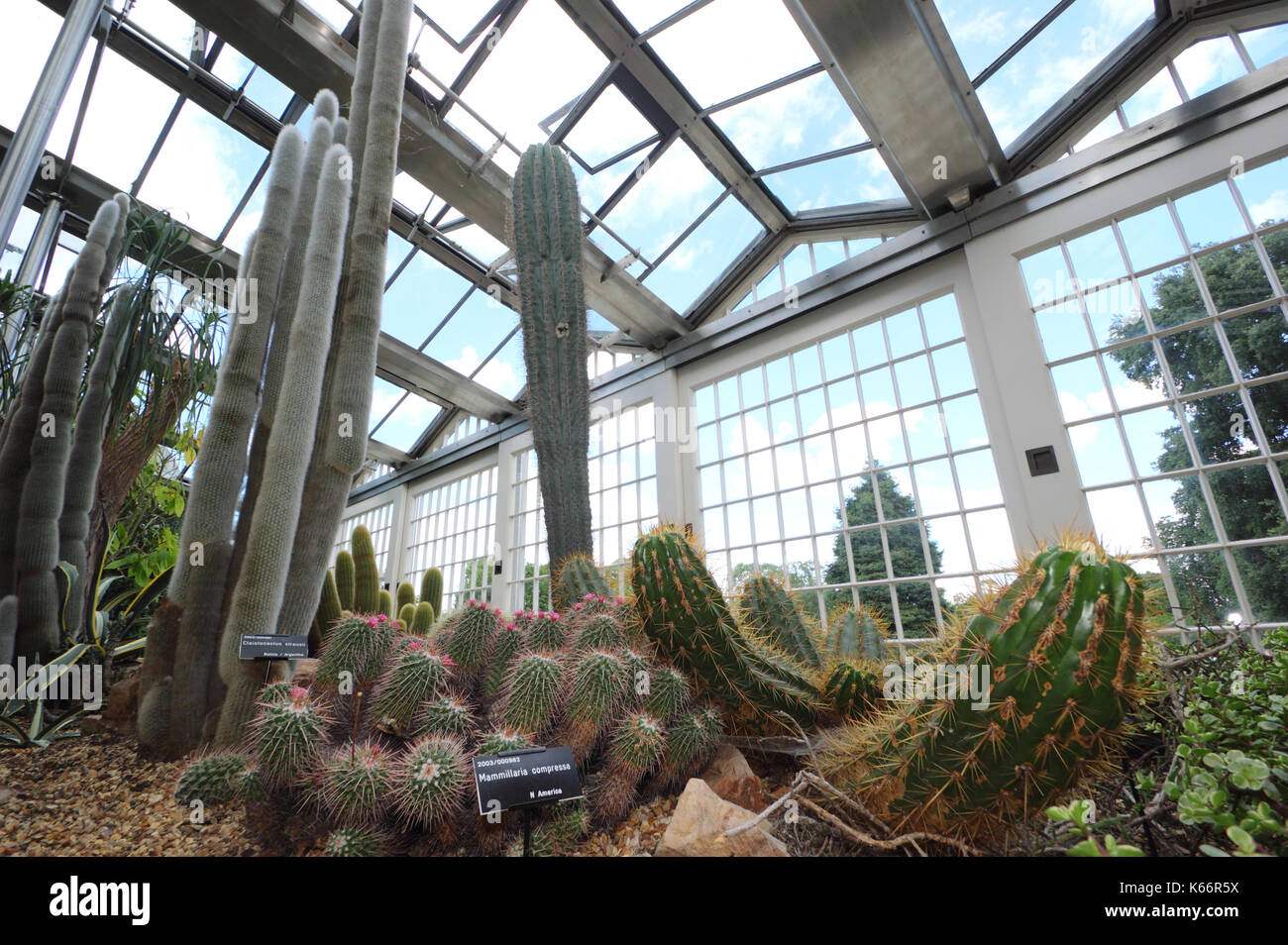 Cactus e piante grasse visualizzato nel vetro vittoriano padiglioni, una maestosa serra a Sheffield Botanical Gardens, Sheffield, Yorkshire Regno Unito Foto Stock
